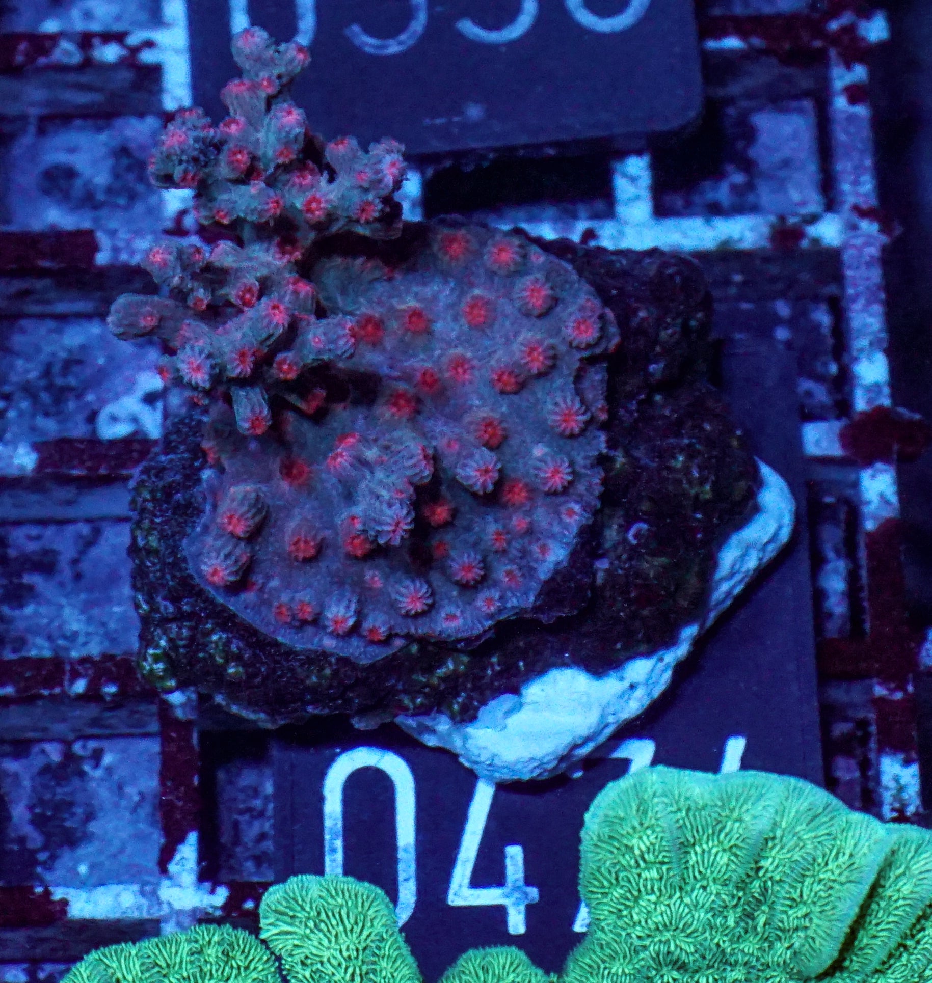 Cyphastrea decadia