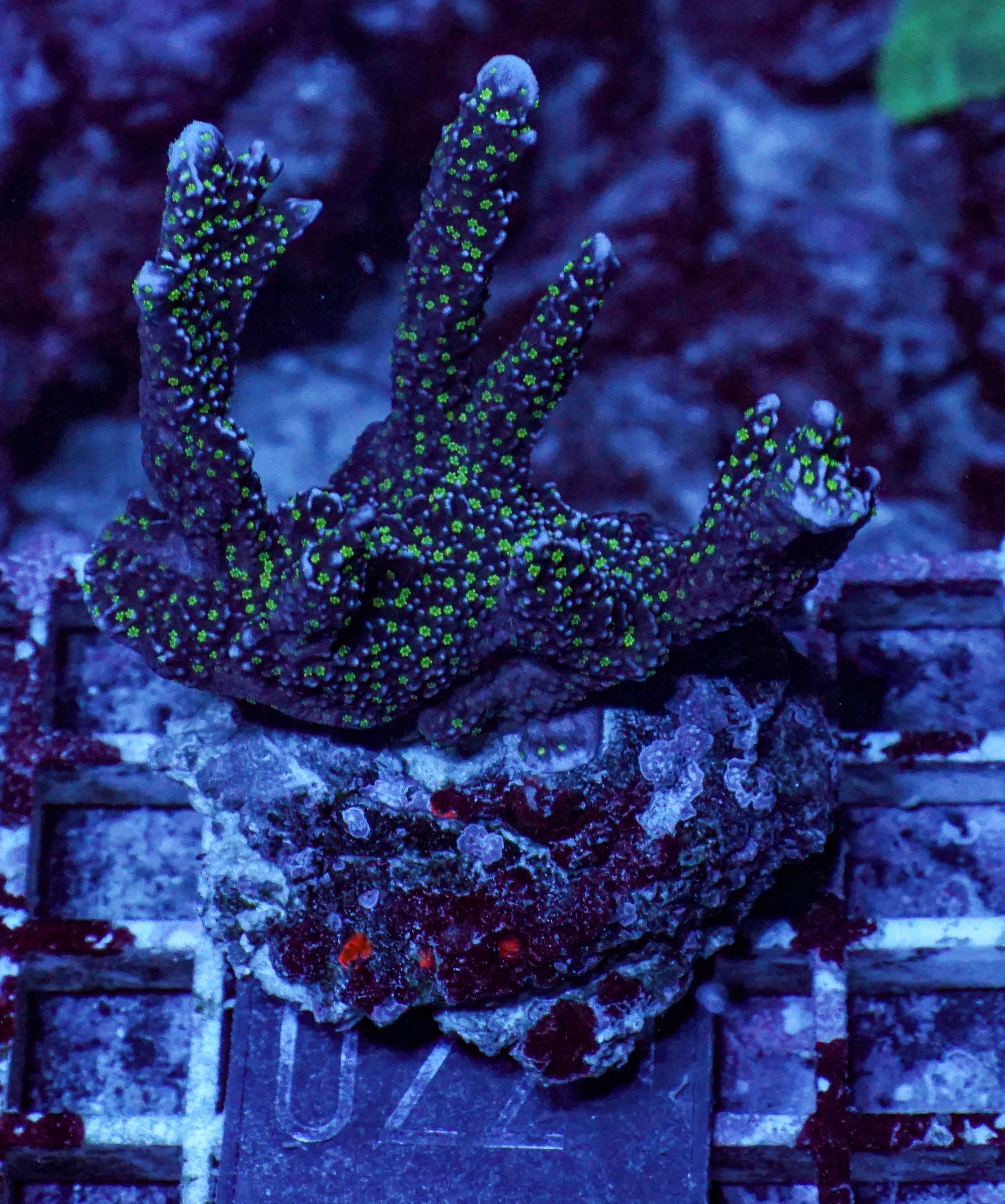 Montipora carinata “Star wars”