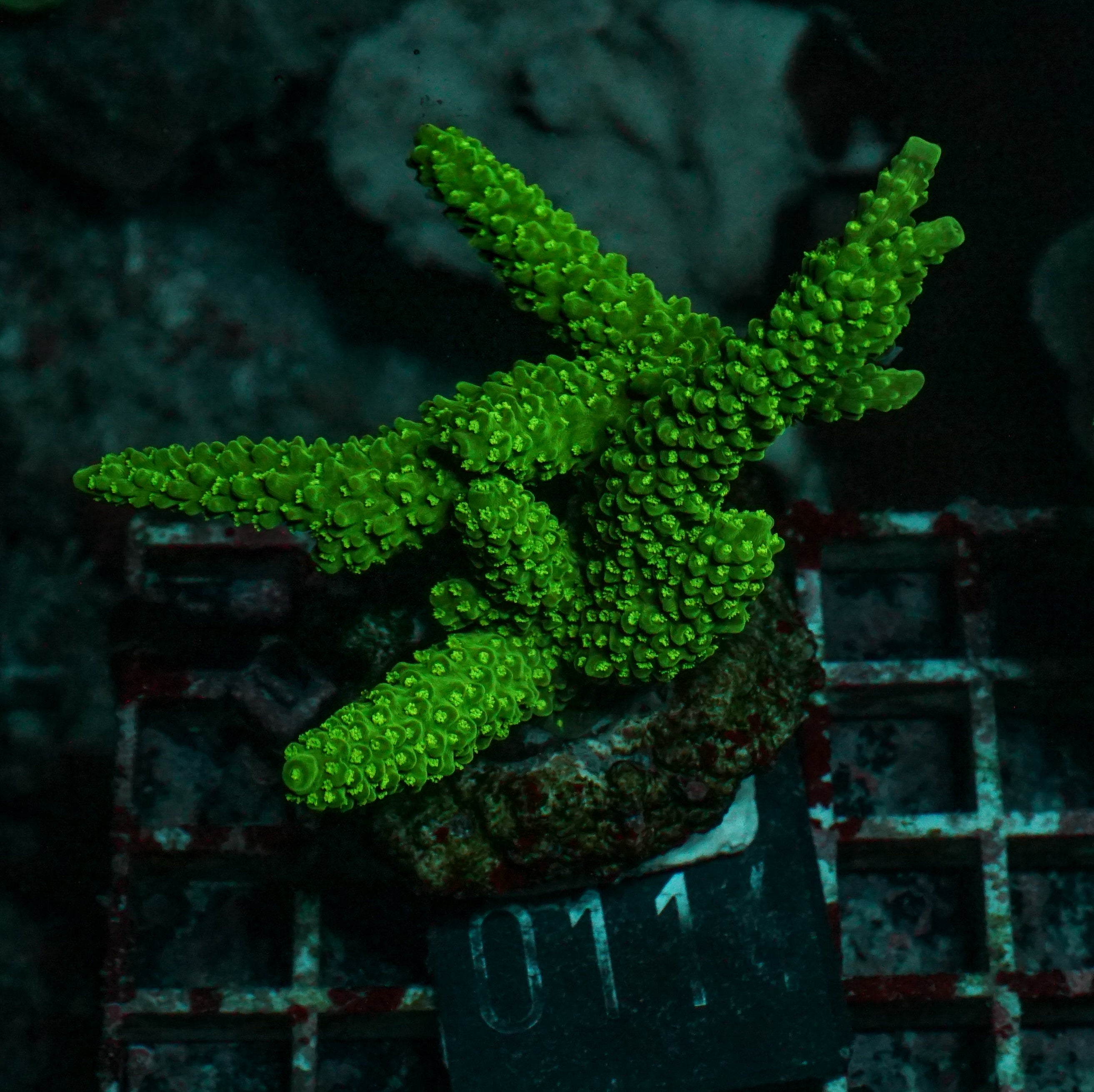 Acropora tumida "Enzmann"