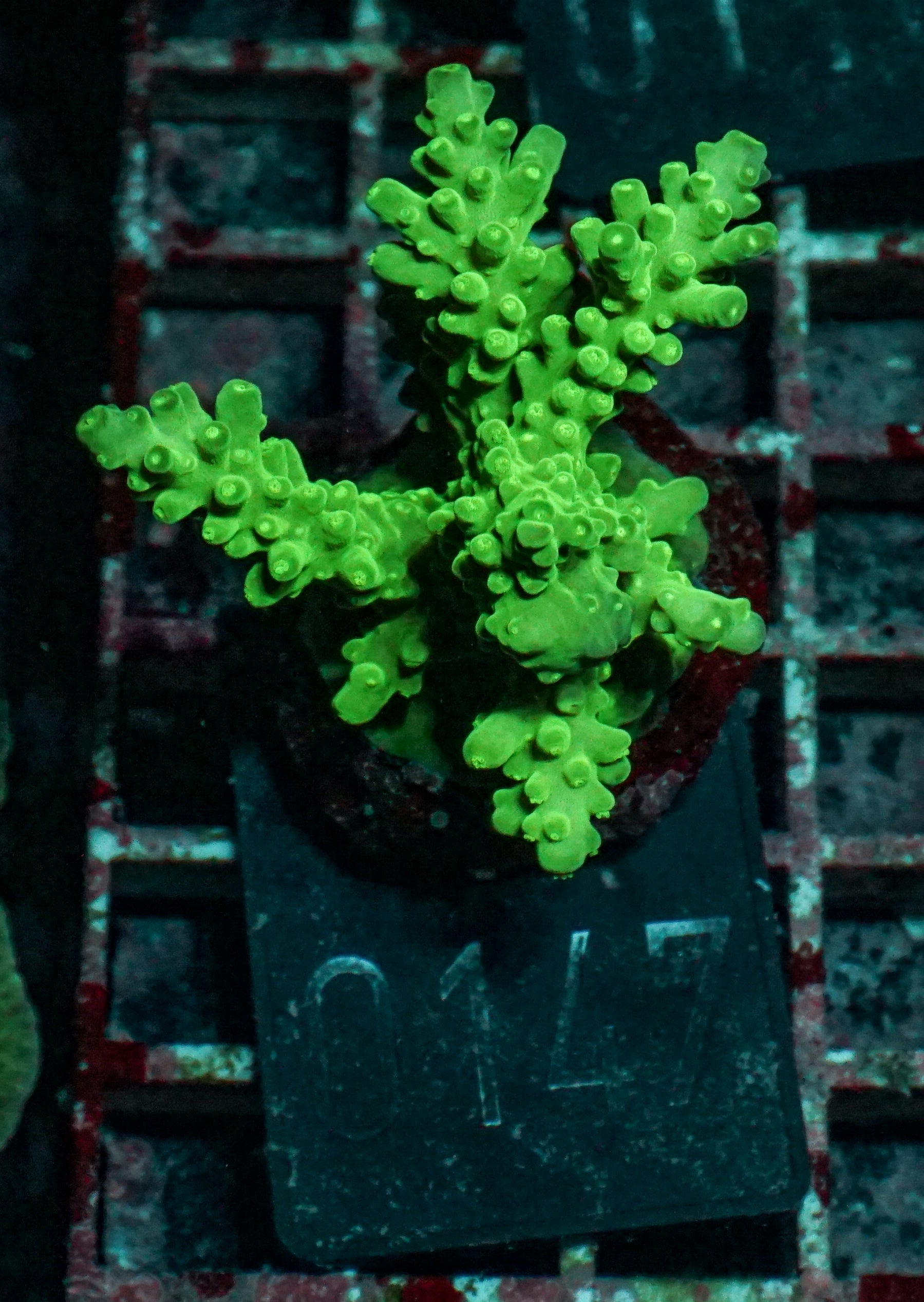 Acropora austera “golden age”