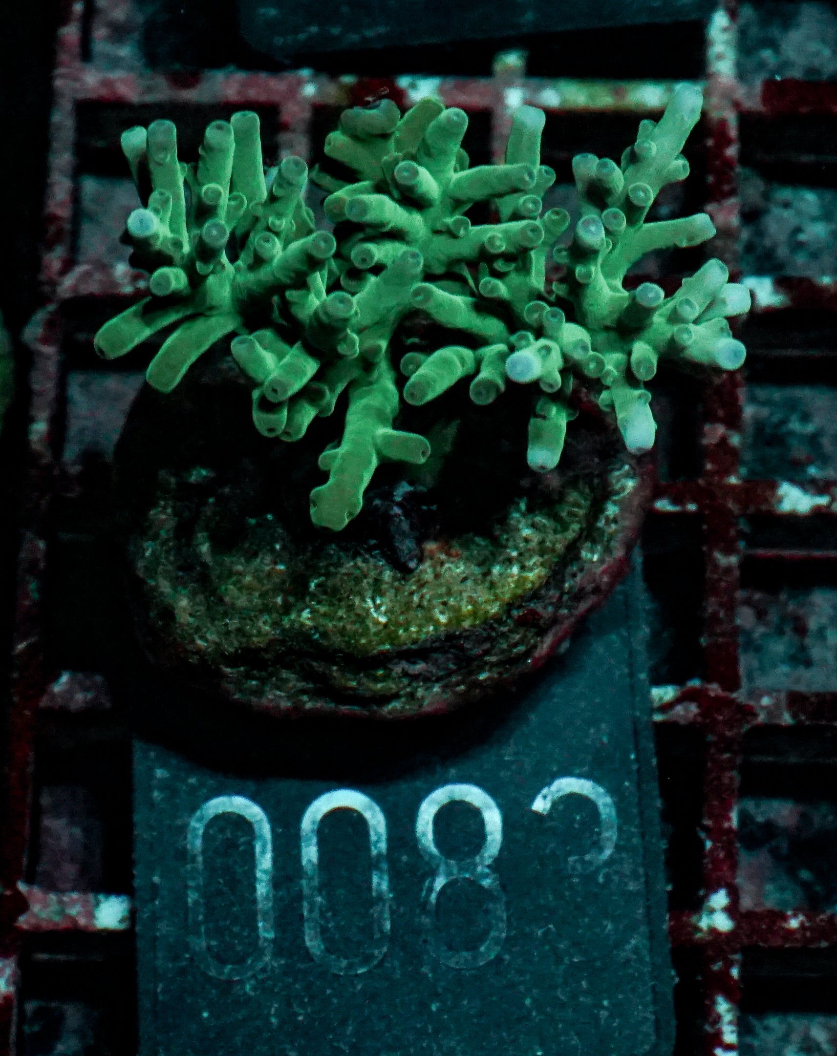 Acropora echinata