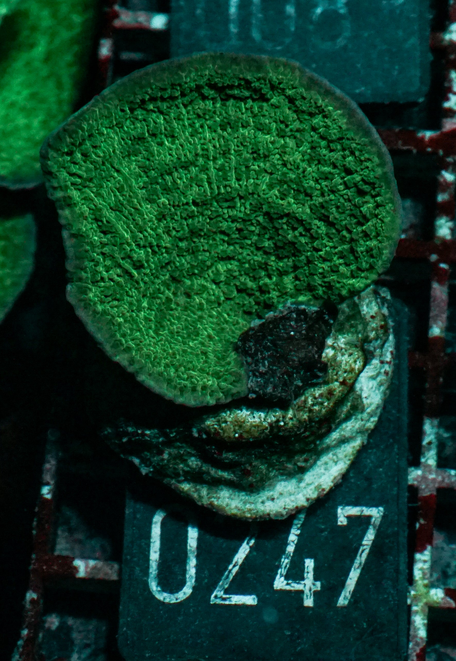 Montipora delicatula