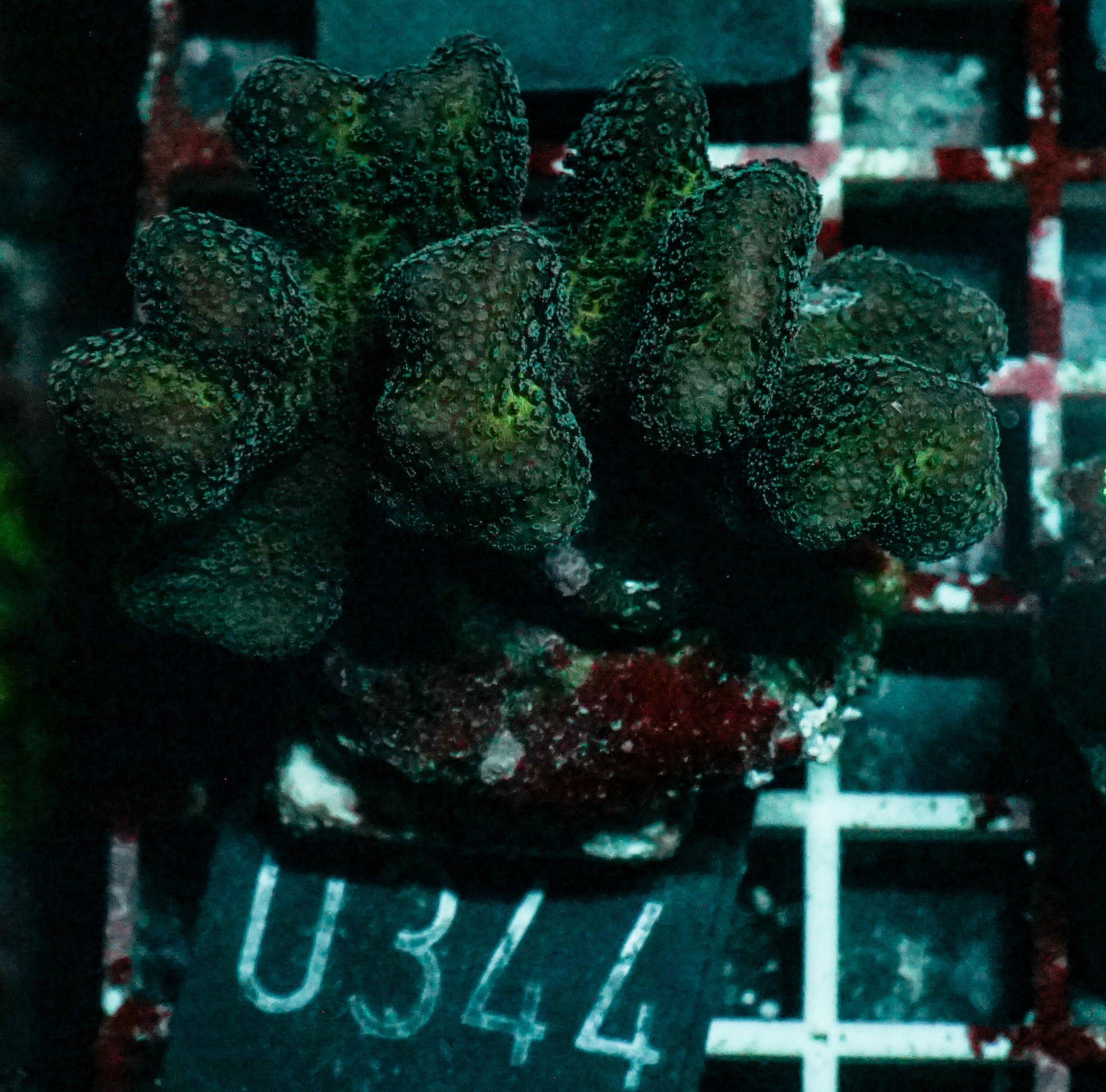 Stylophora pistillata "pink"