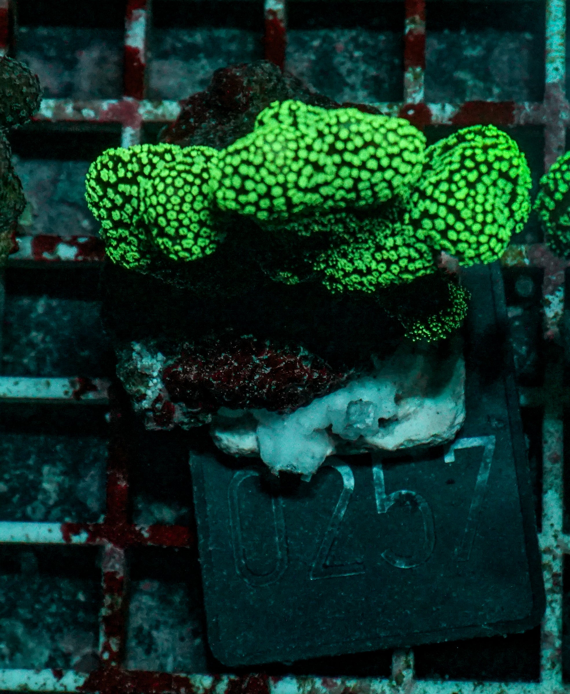 Stylophora pistillata "green"