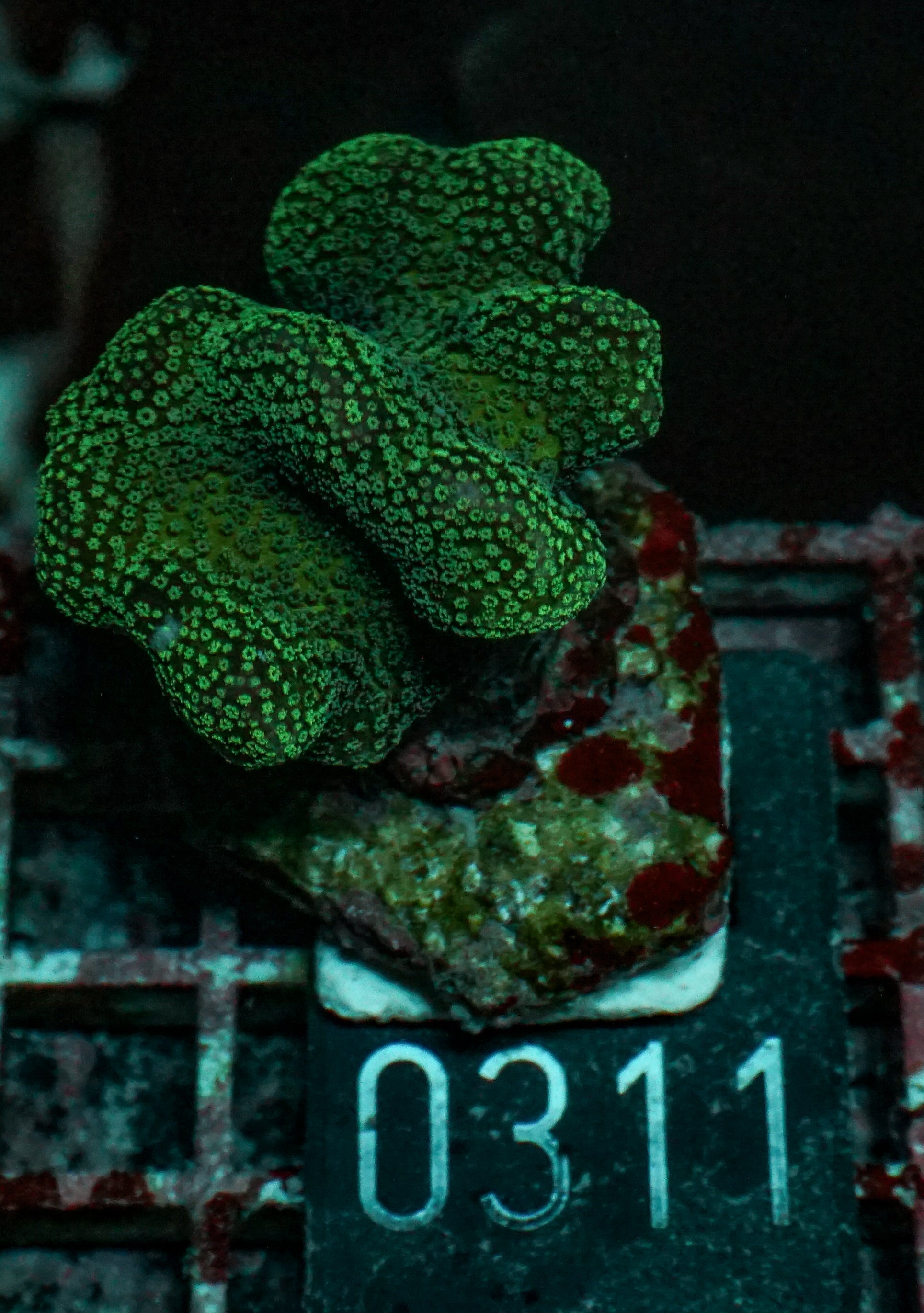 Stylophora pistillata "pink"