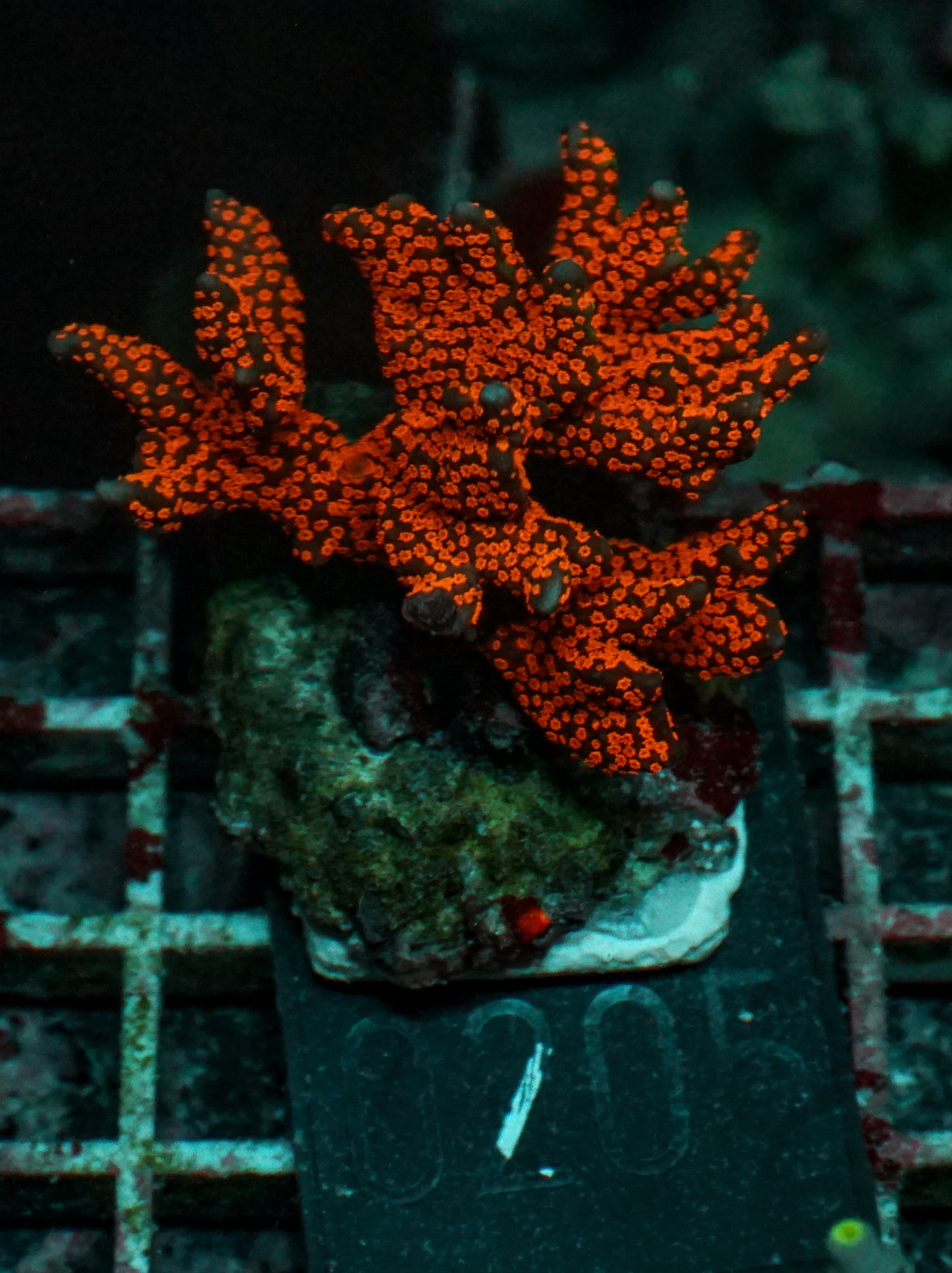Montipora samarensis "australian fire"