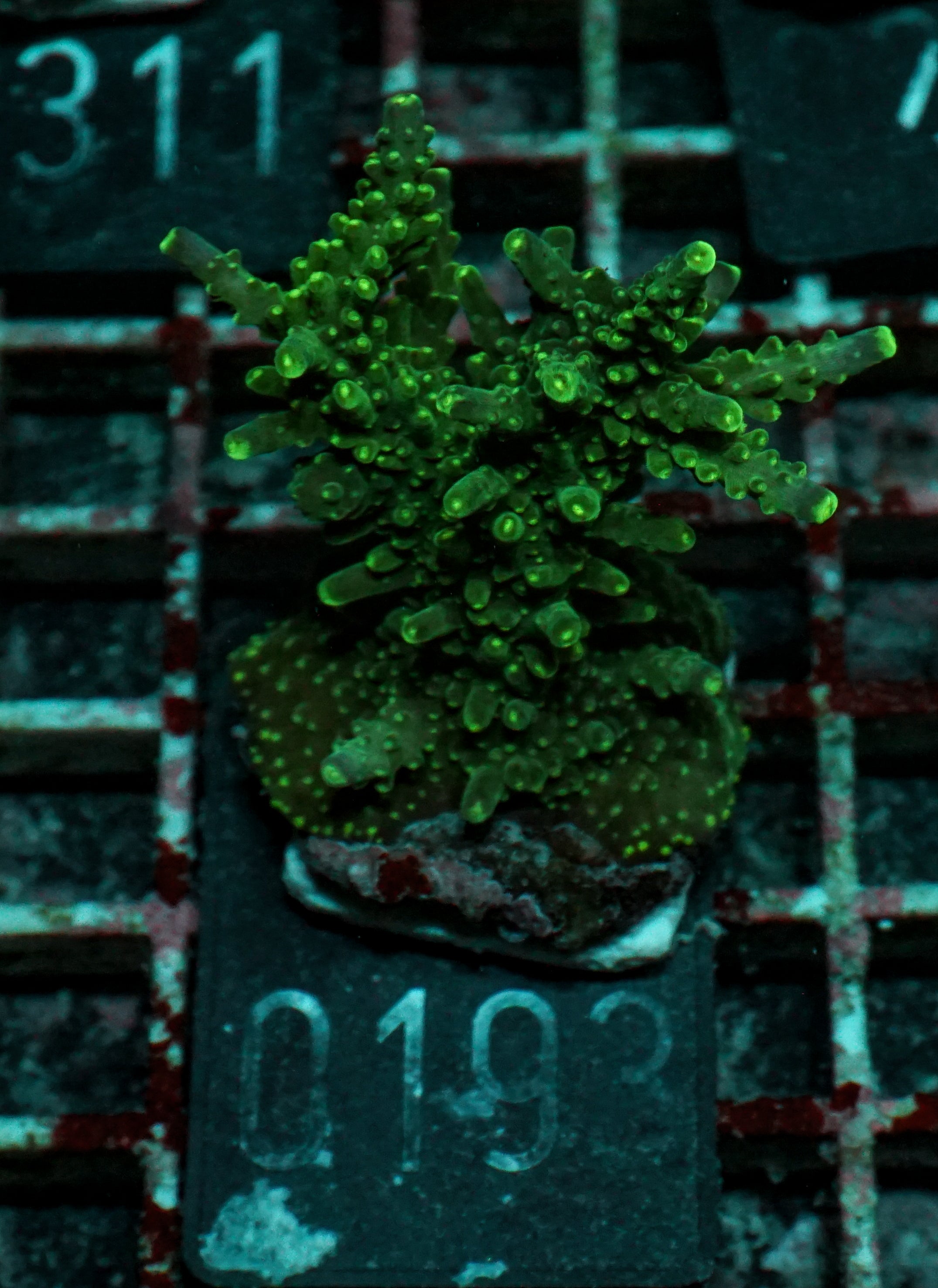 Acropora secale “Joker”