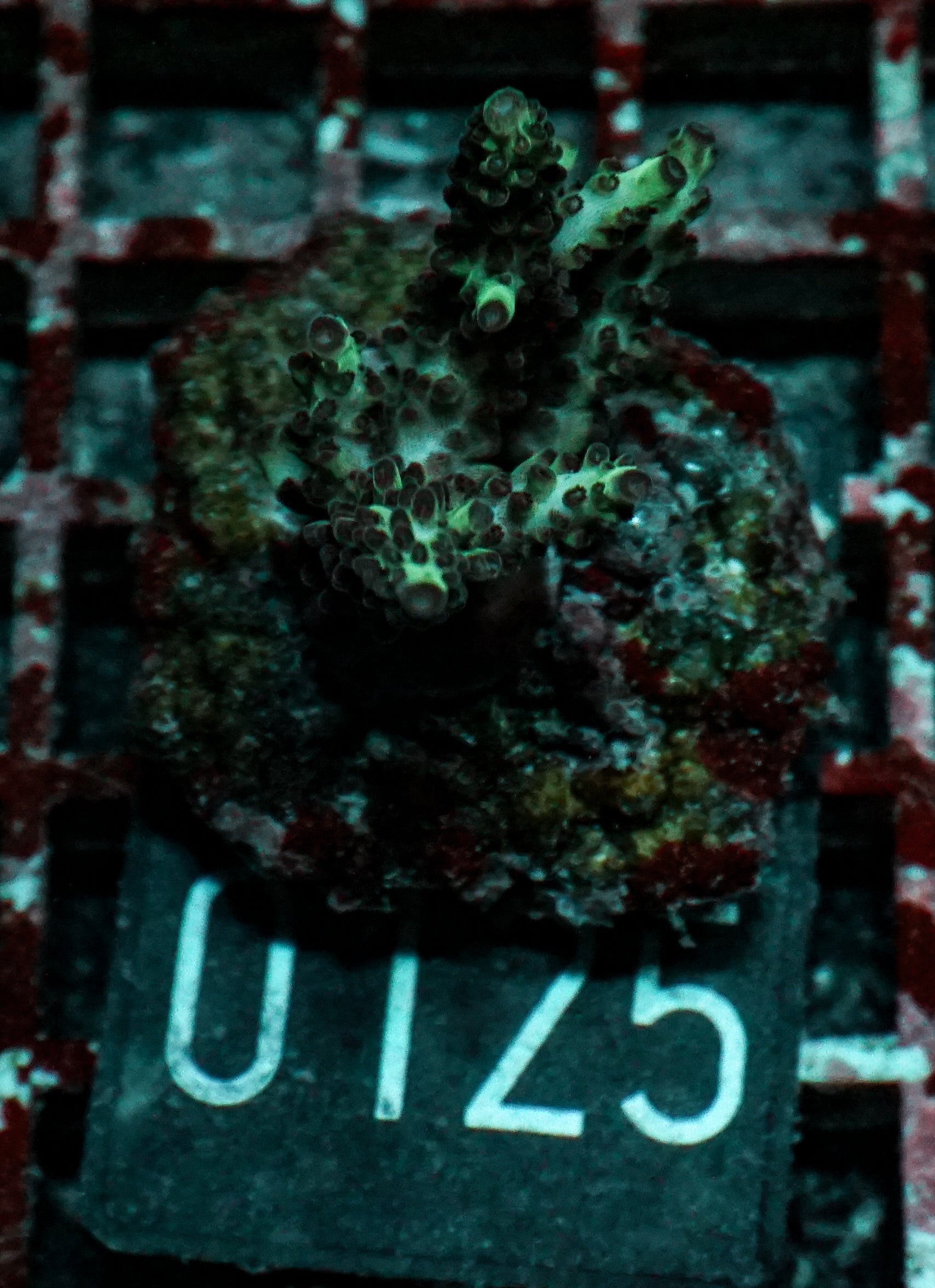 Acropora abrolhosenis “fluffy”