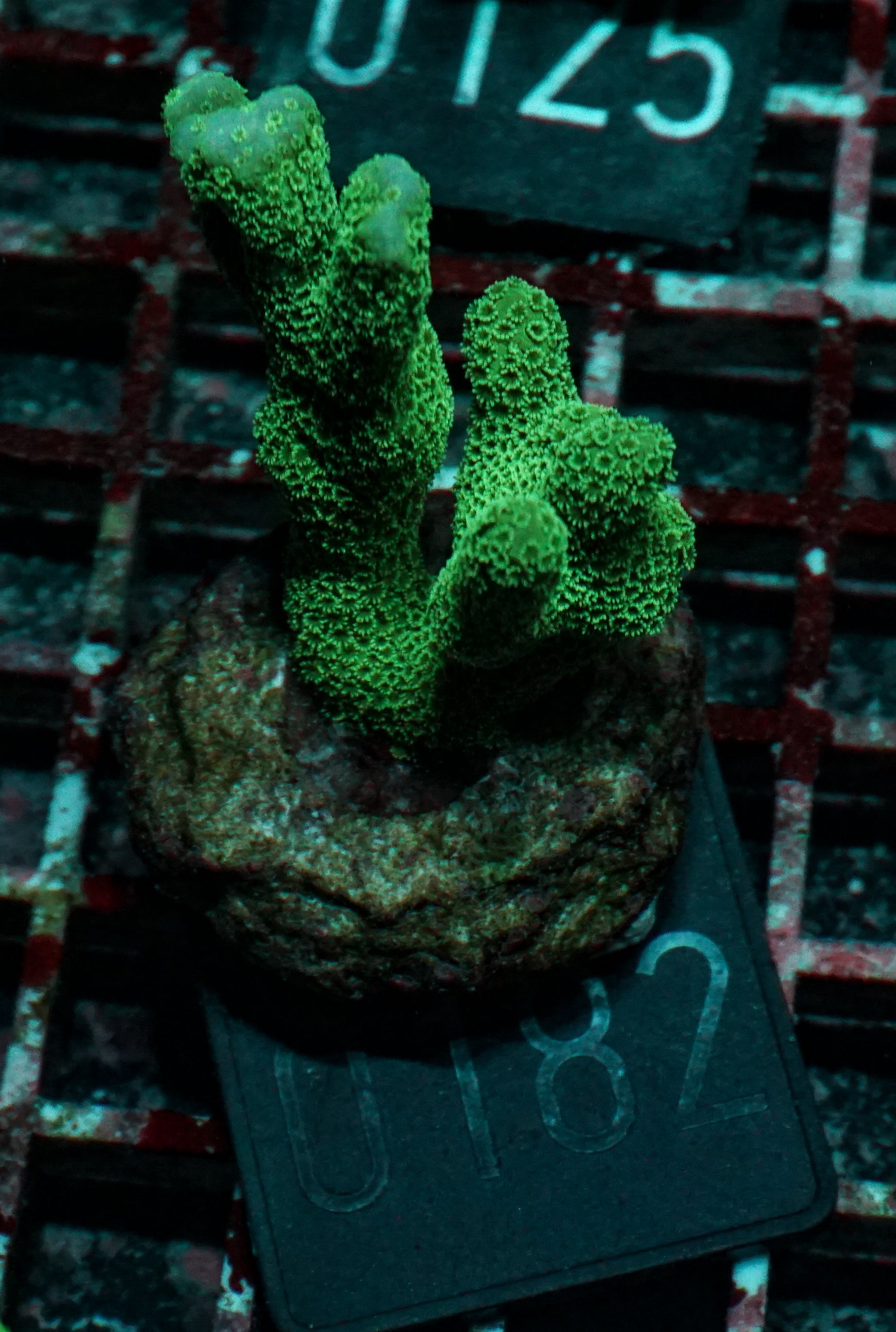 Montipora digitata purple