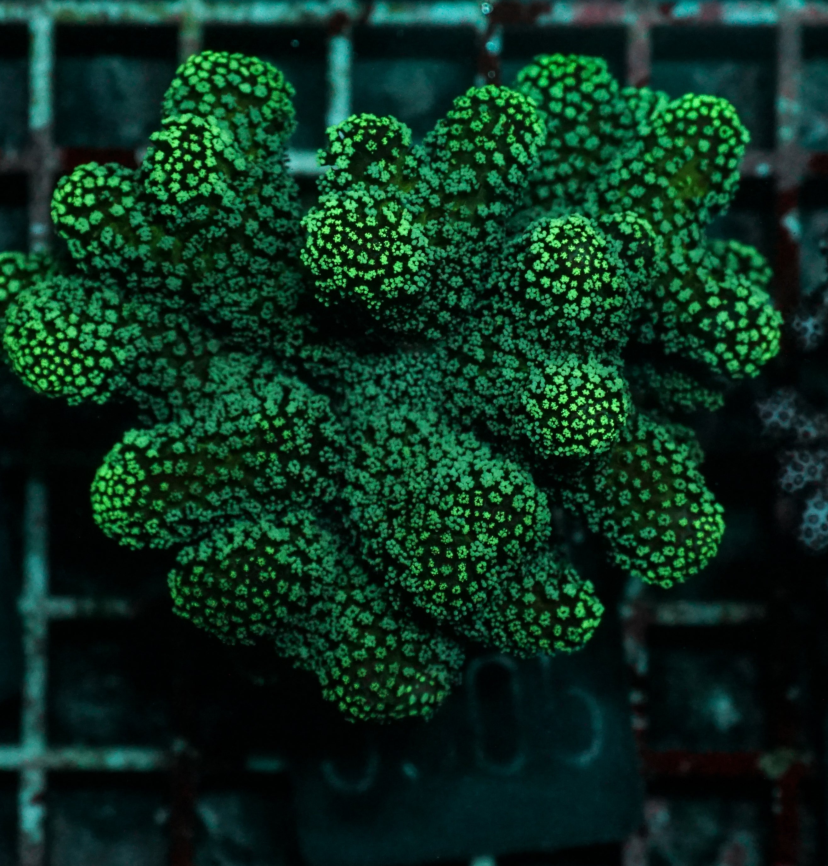 Stylophora pistillata "green"