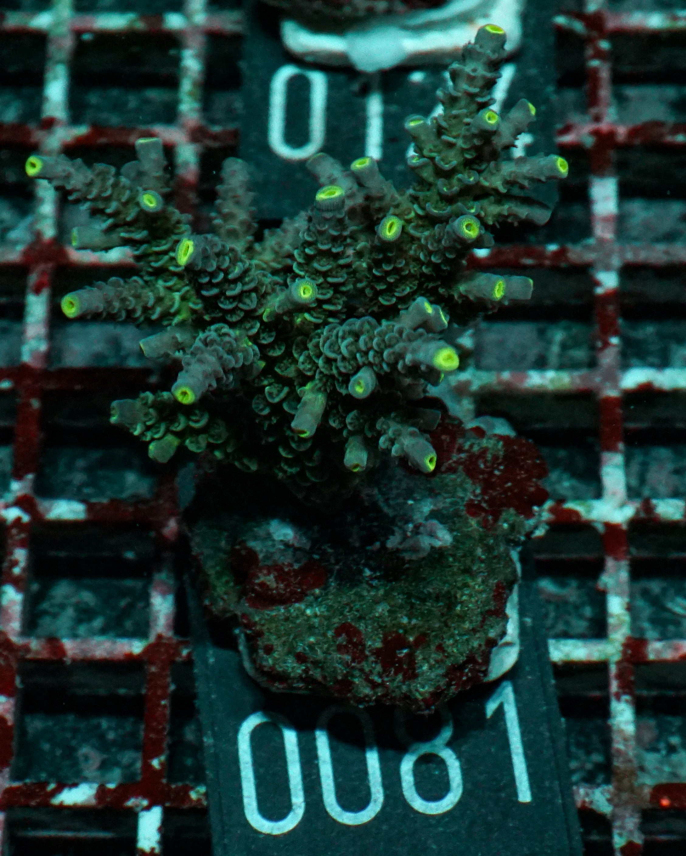 Acropora tenuis “Walt Disney art”