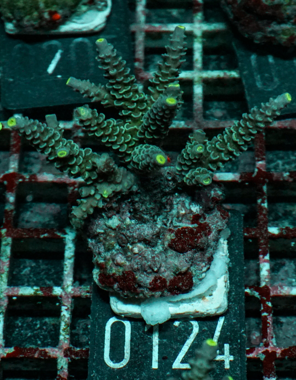 Acropora tenuis „Walt Disney art"