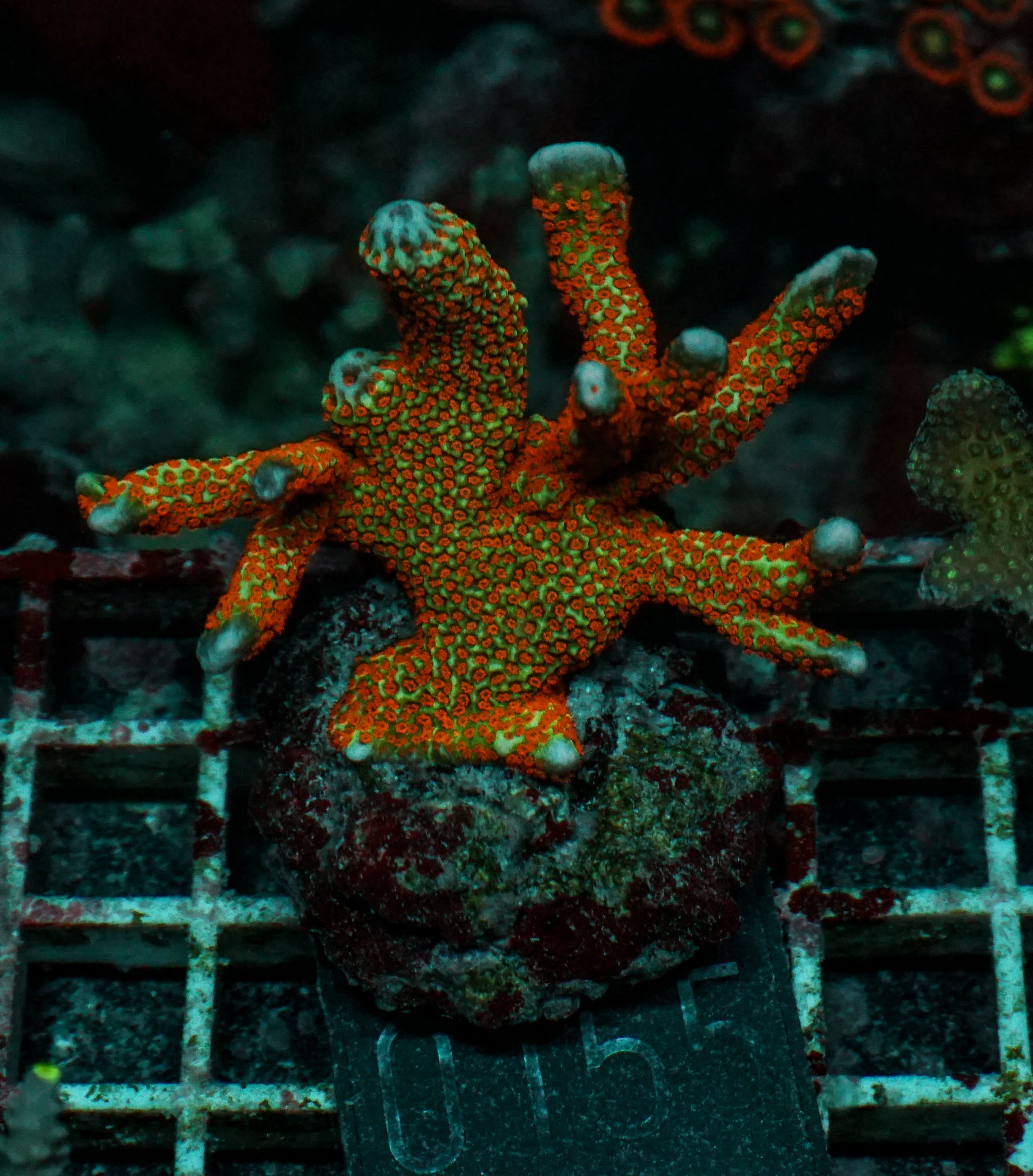 Montipora samarensis "forest fire"