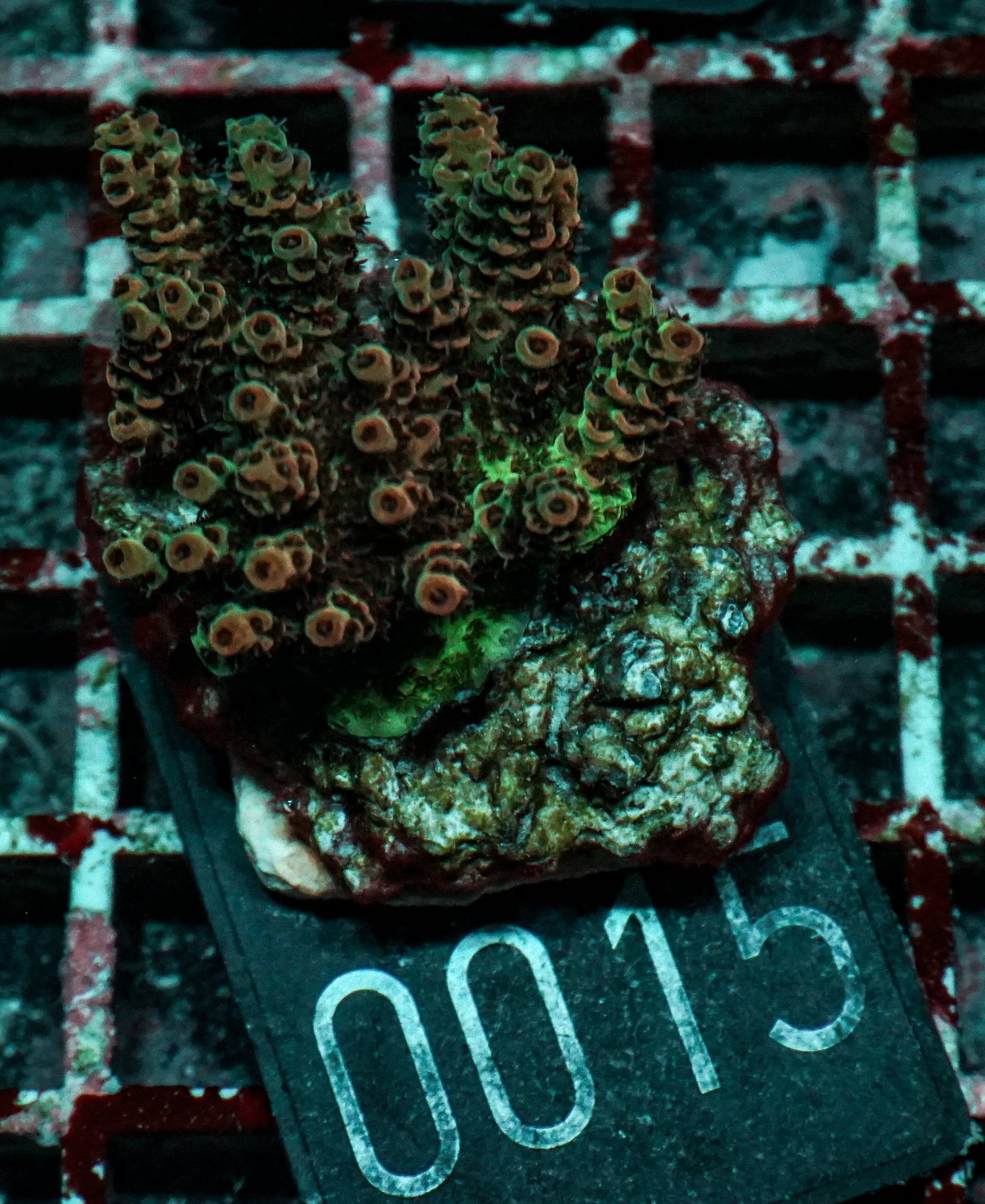 Acropora hyacinthus "pink lady"
