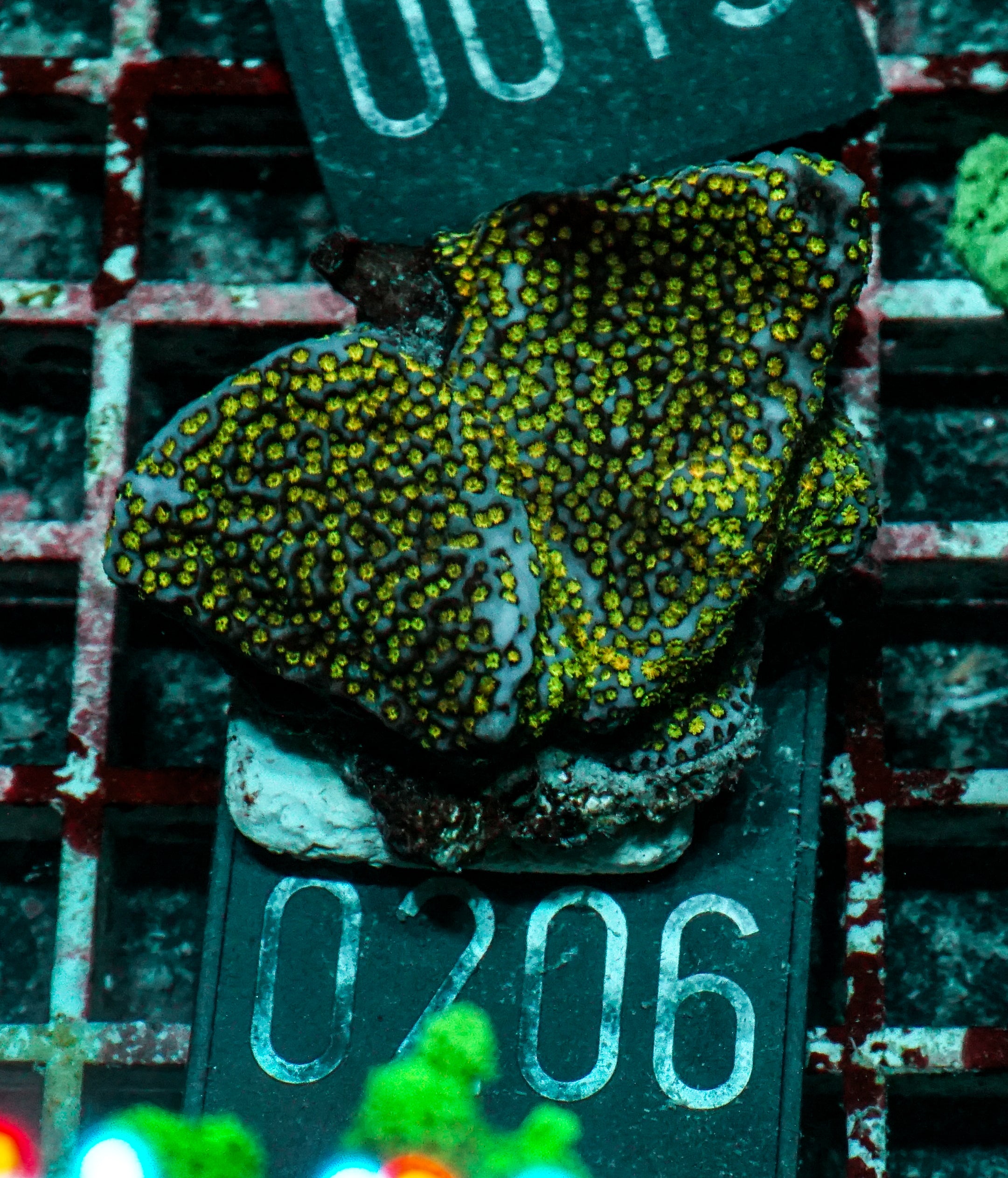 Montipora mollis "rainbow"