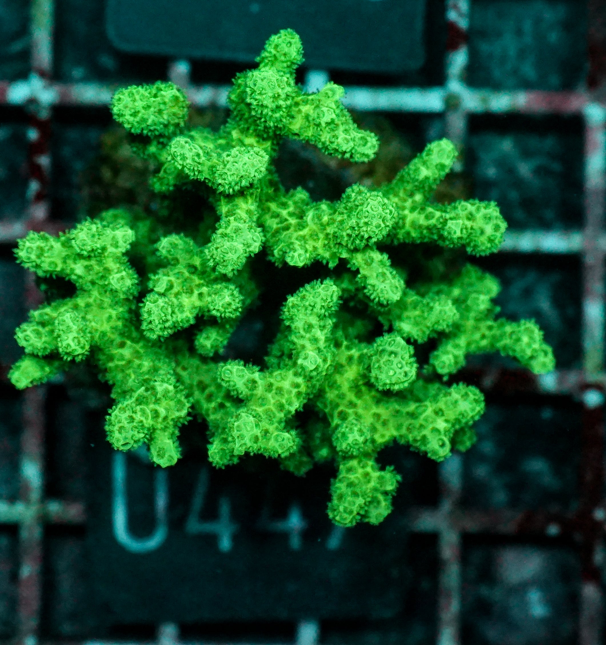 Pocillopora damicornis "grün"