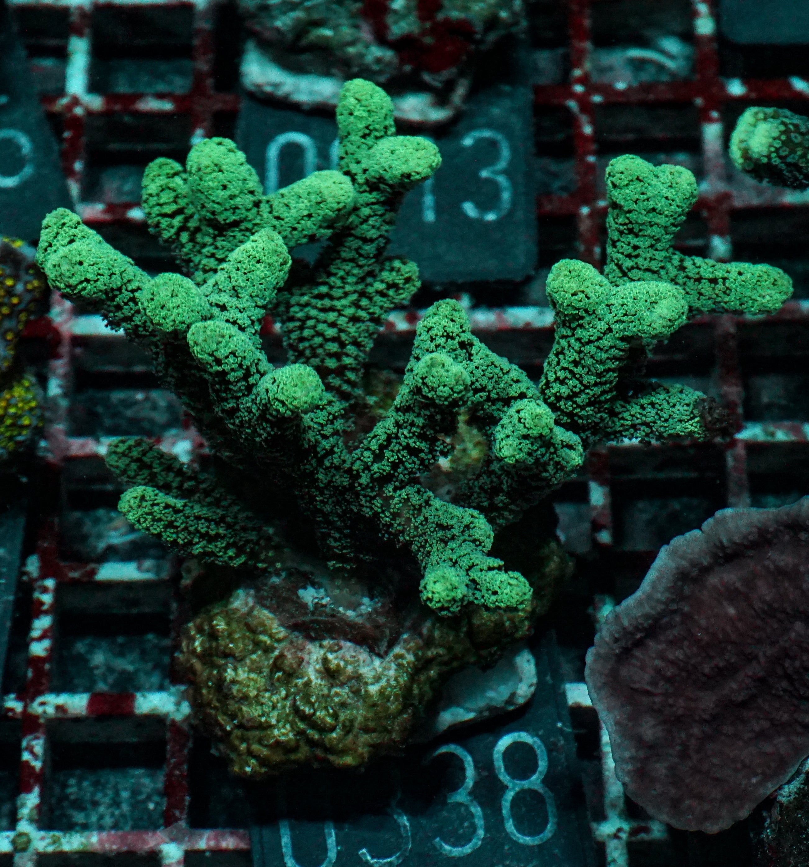Seriatopora caliendrum "mint"
