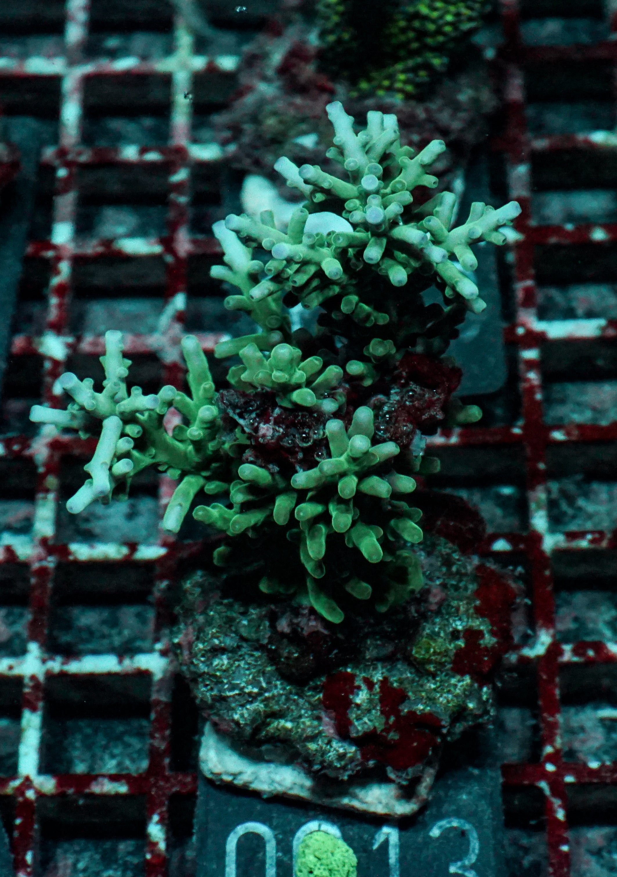Acropora echinata