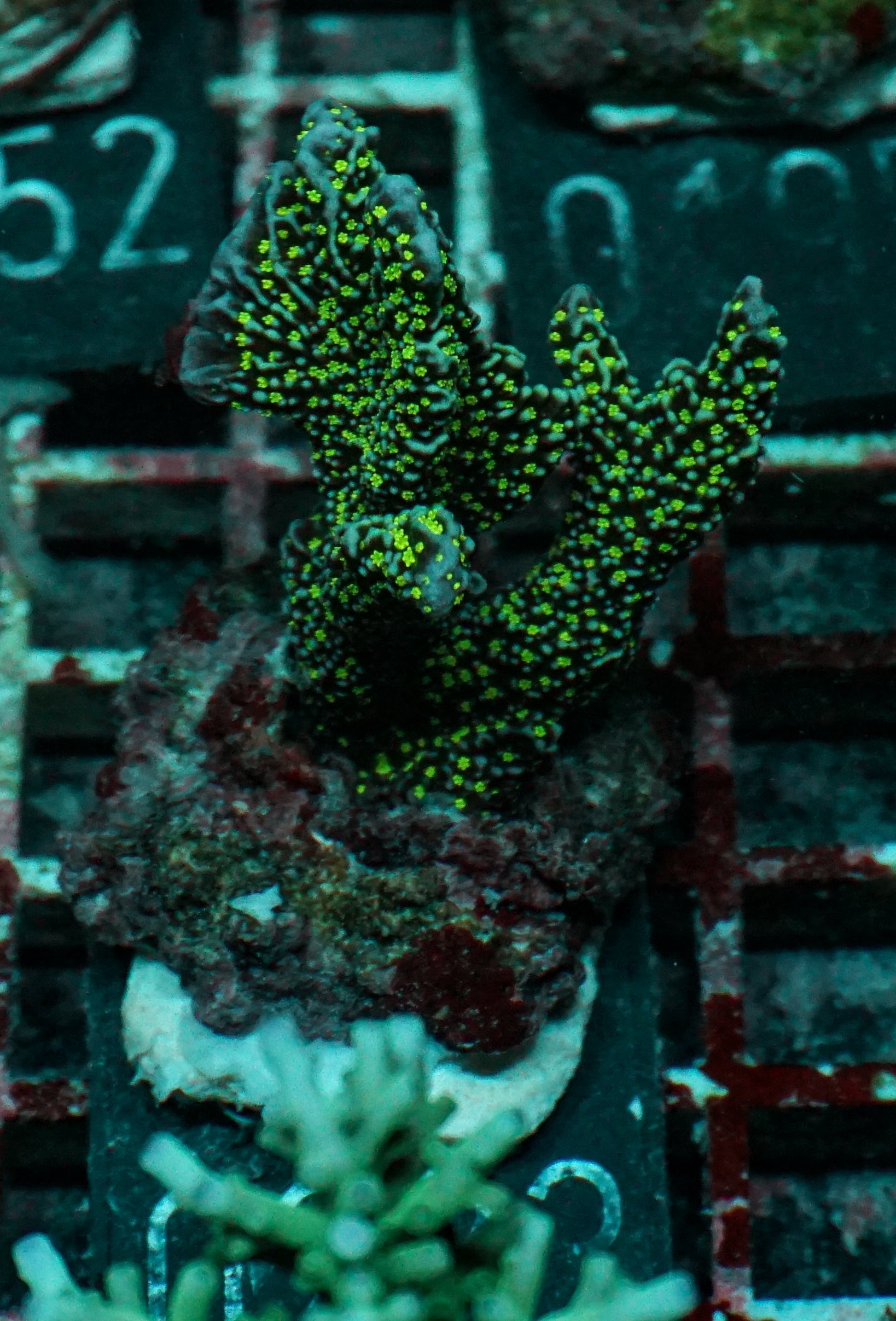 Montipora carinata “Star wars”