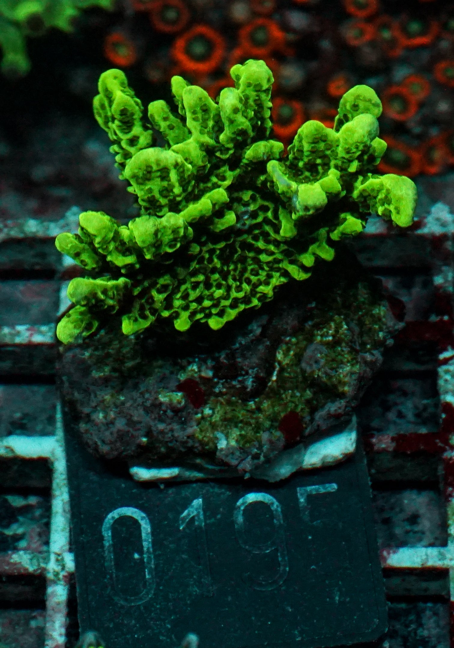 Montipora confusa