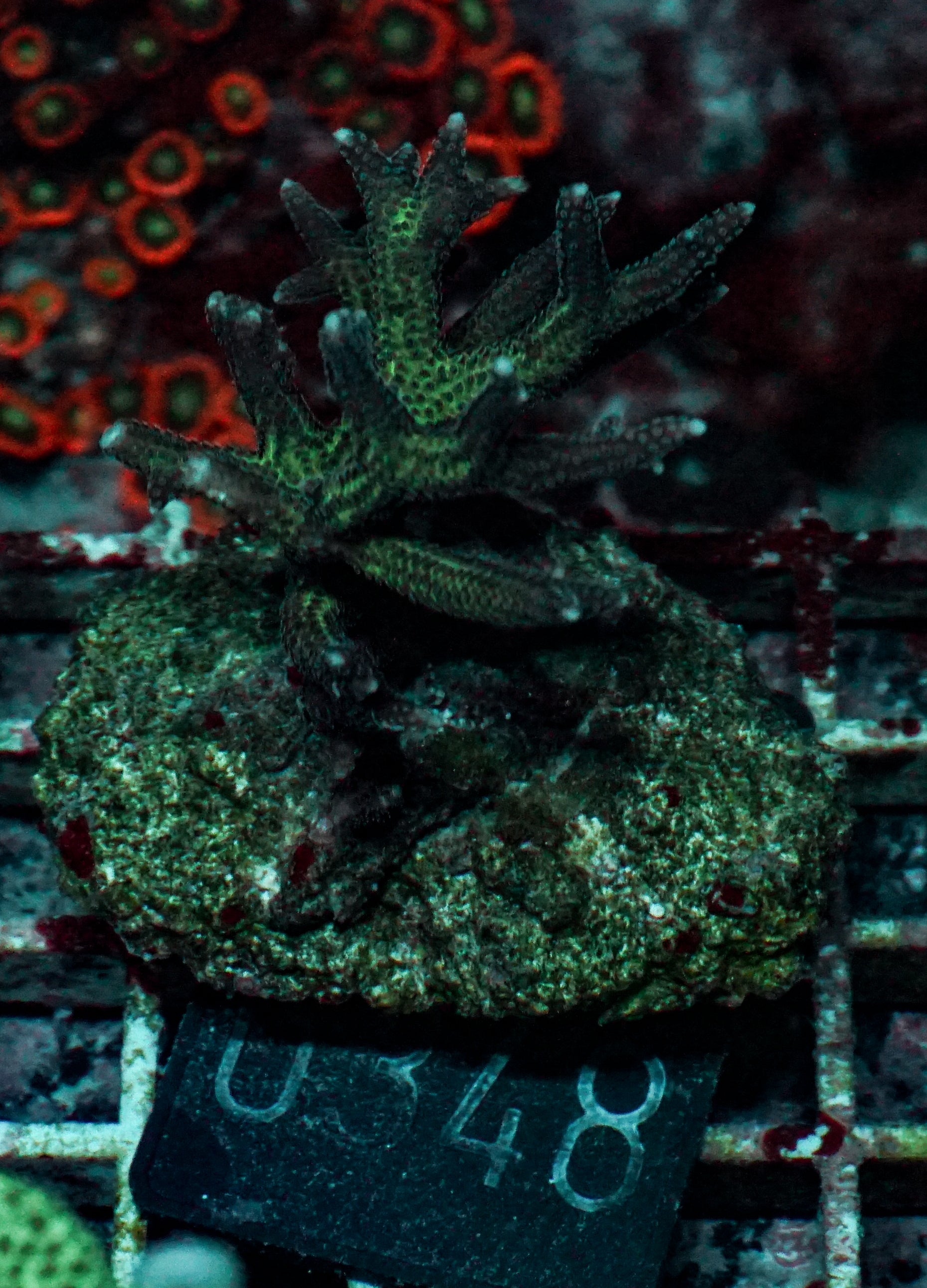 Seriatopora stellata
