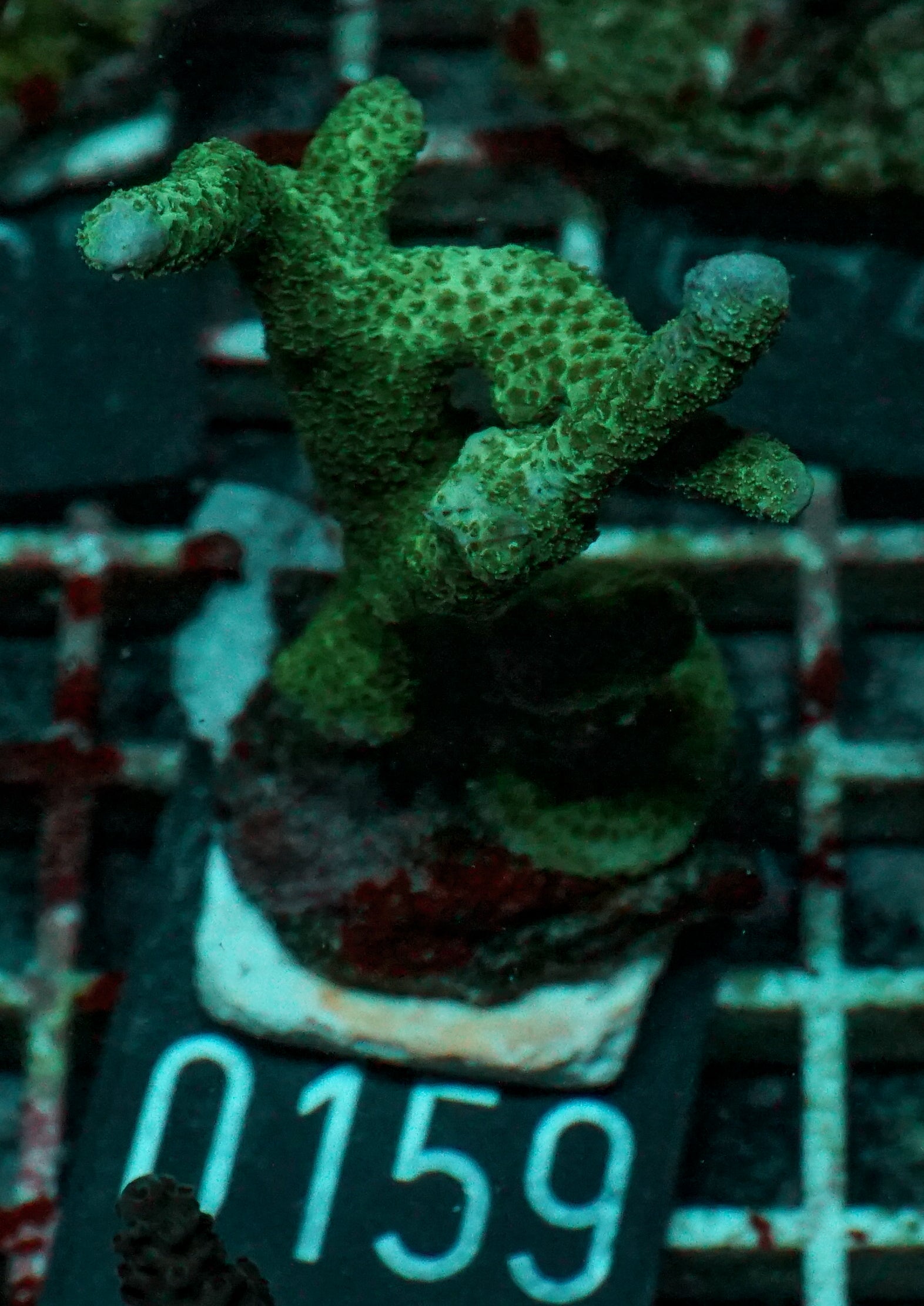 Montipora gaimardi