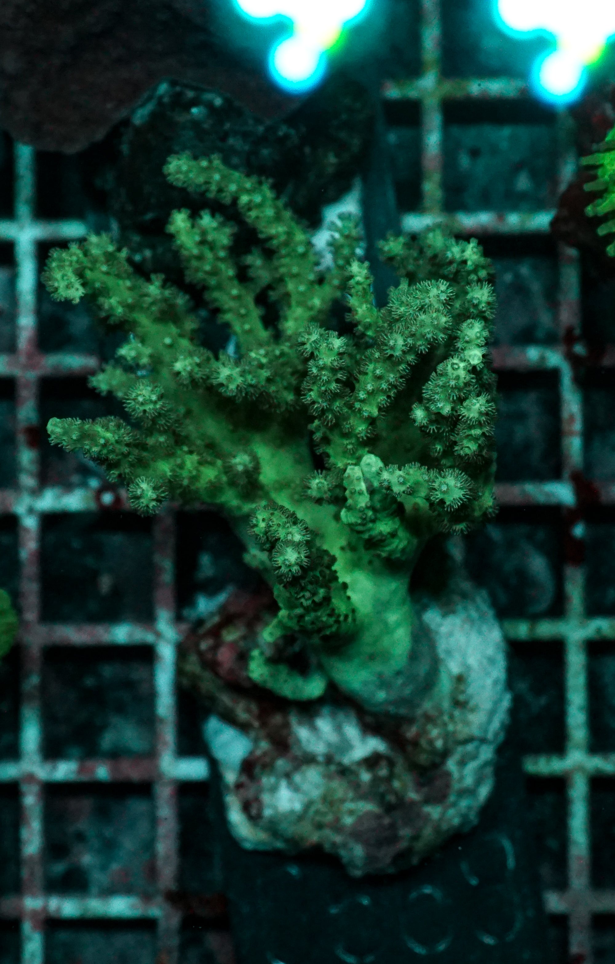 Sinularia/ Sclerophytum „fiji palau"