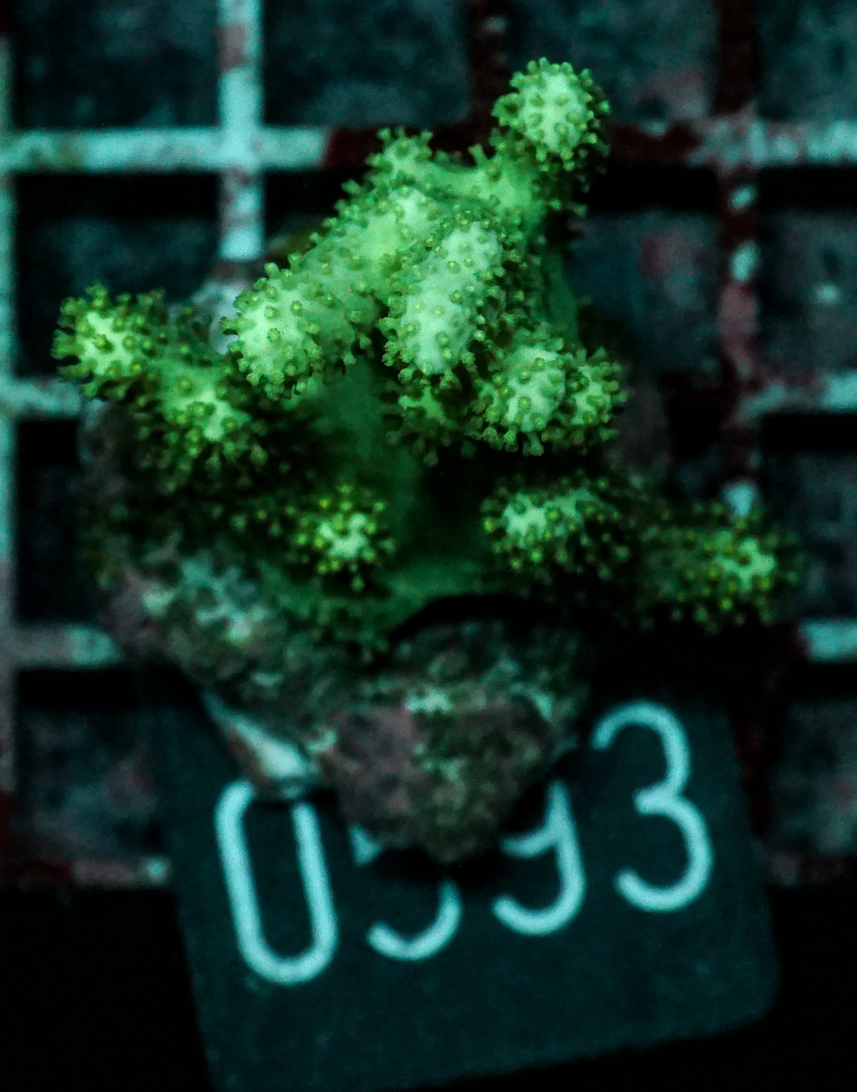 Sinularia/ Sclerophytum sp. „grün"