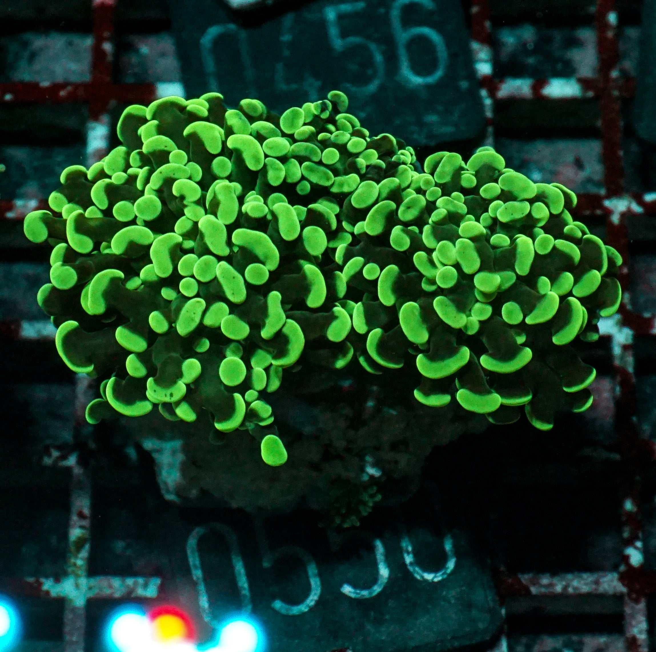 Euphyllia/Fimbriaphyllia paraancora