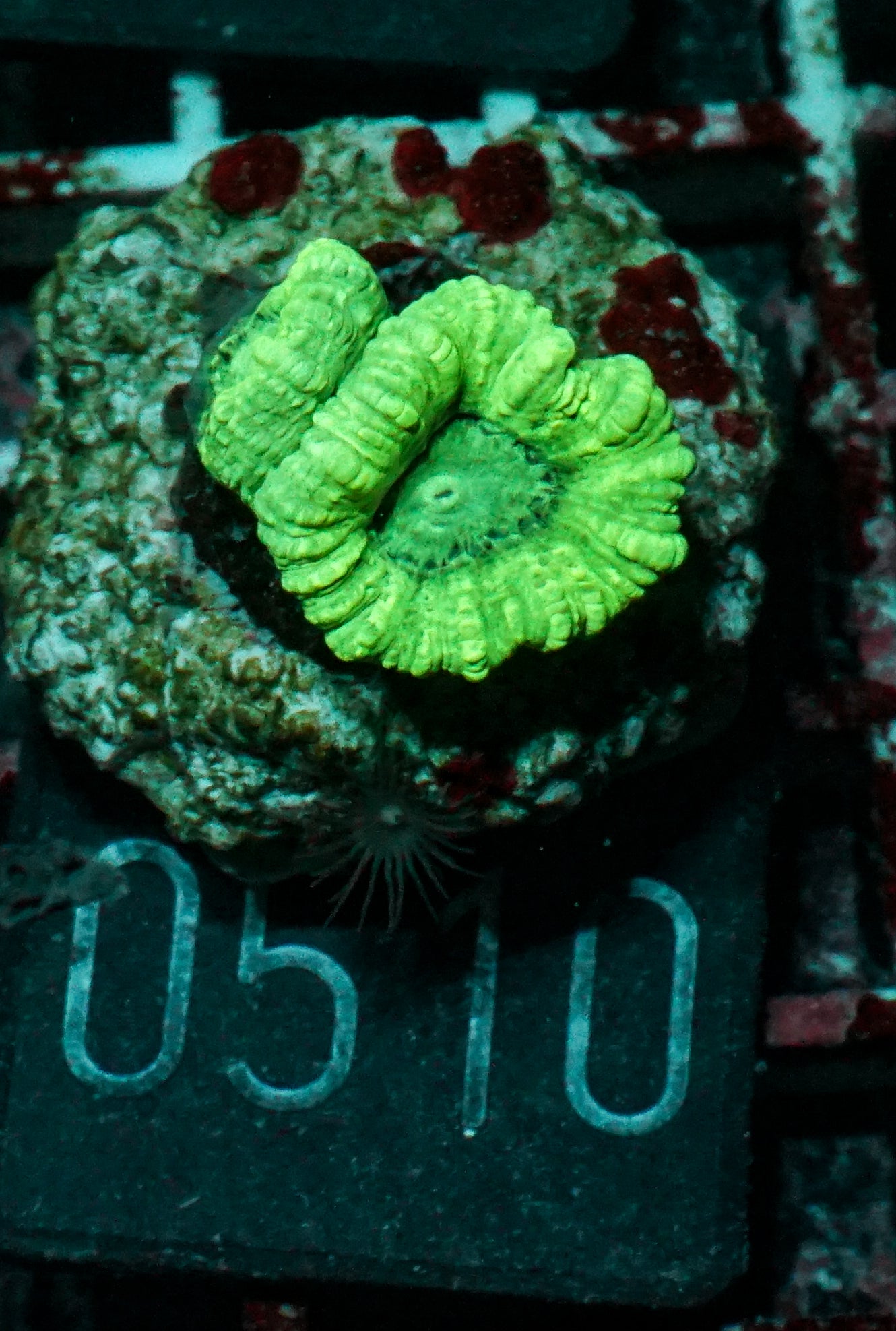 Caulastraea furcata