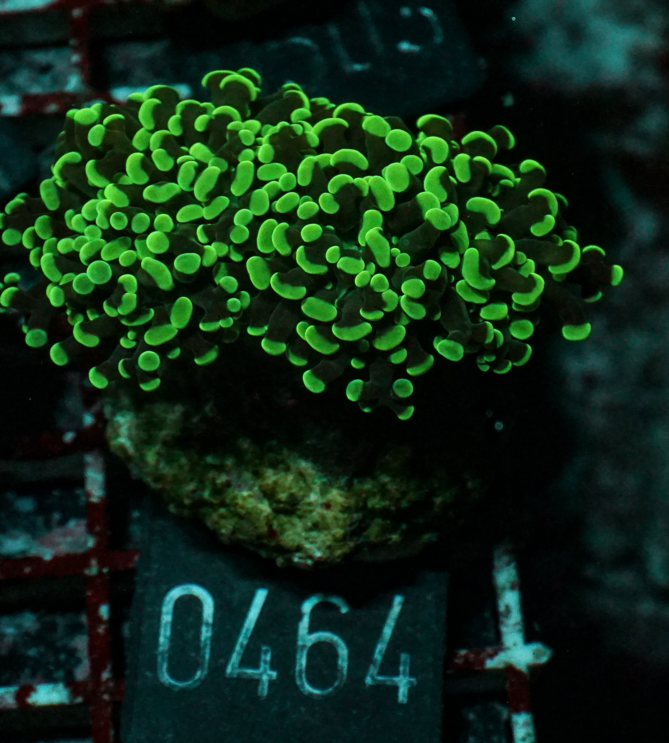 Euphyllia/Fimbriaphyllia paraancora