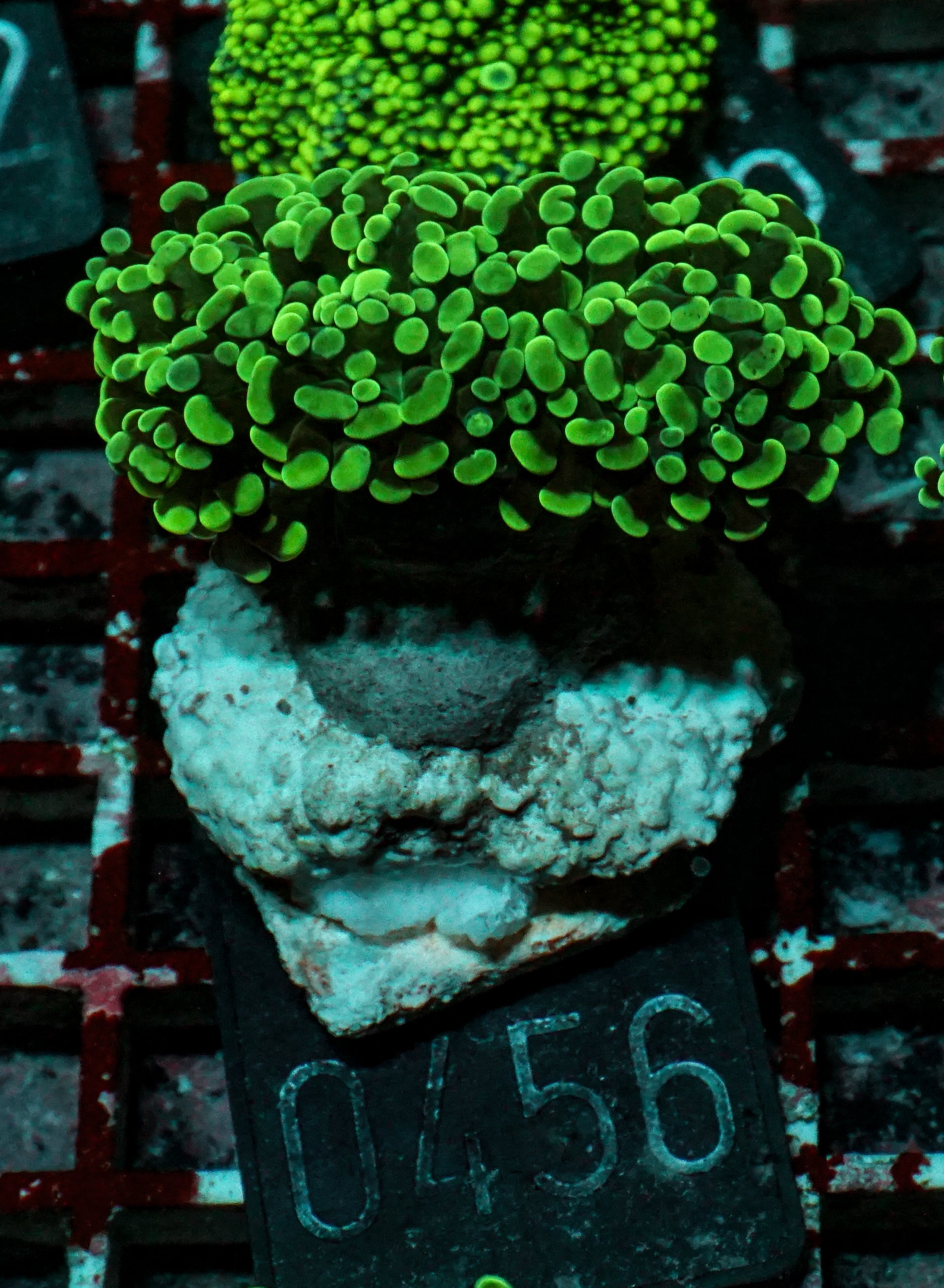 Euphyllia/Fimbriaphyllia paraancora