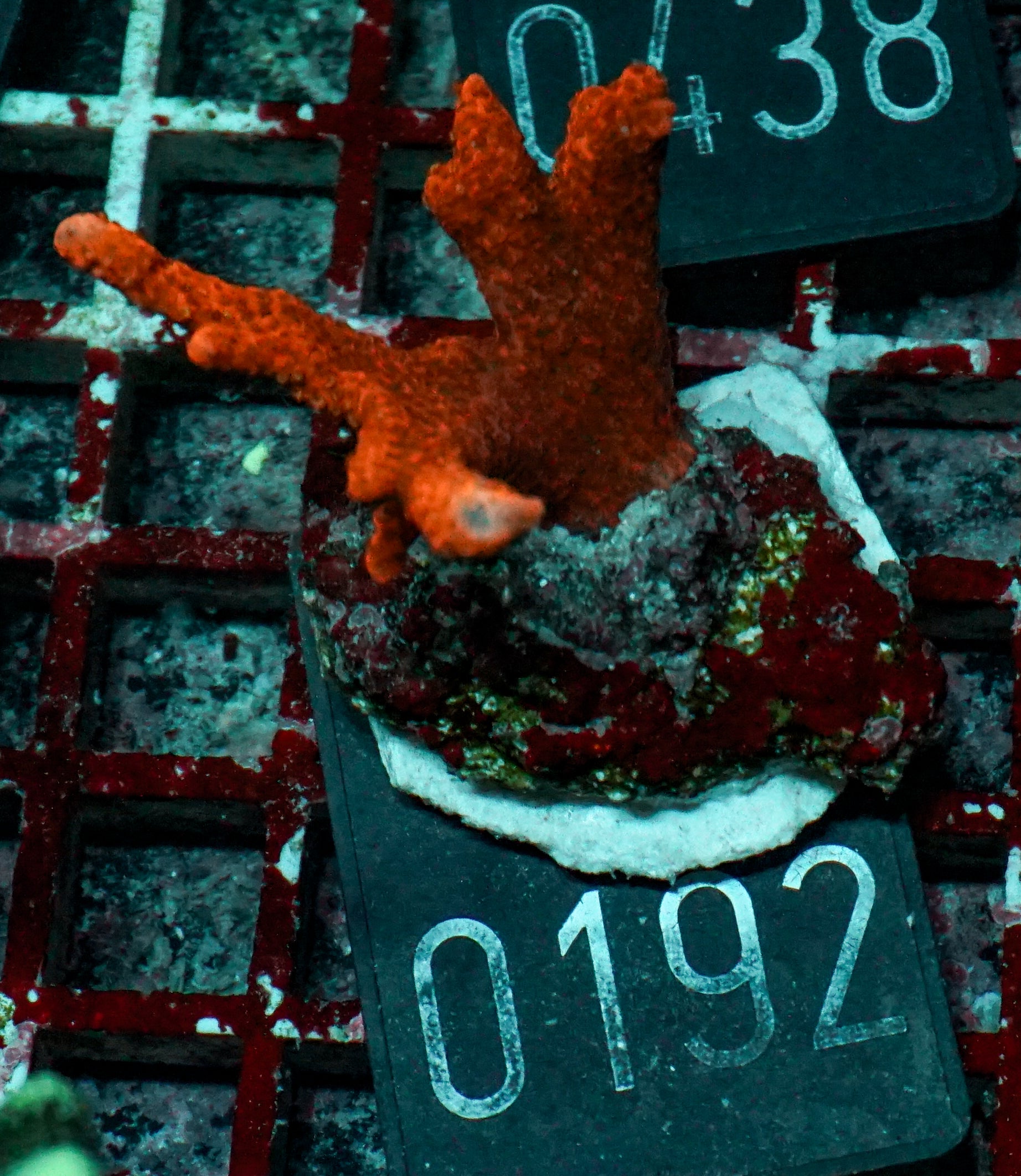 Montipora altasepta "digitata" rot