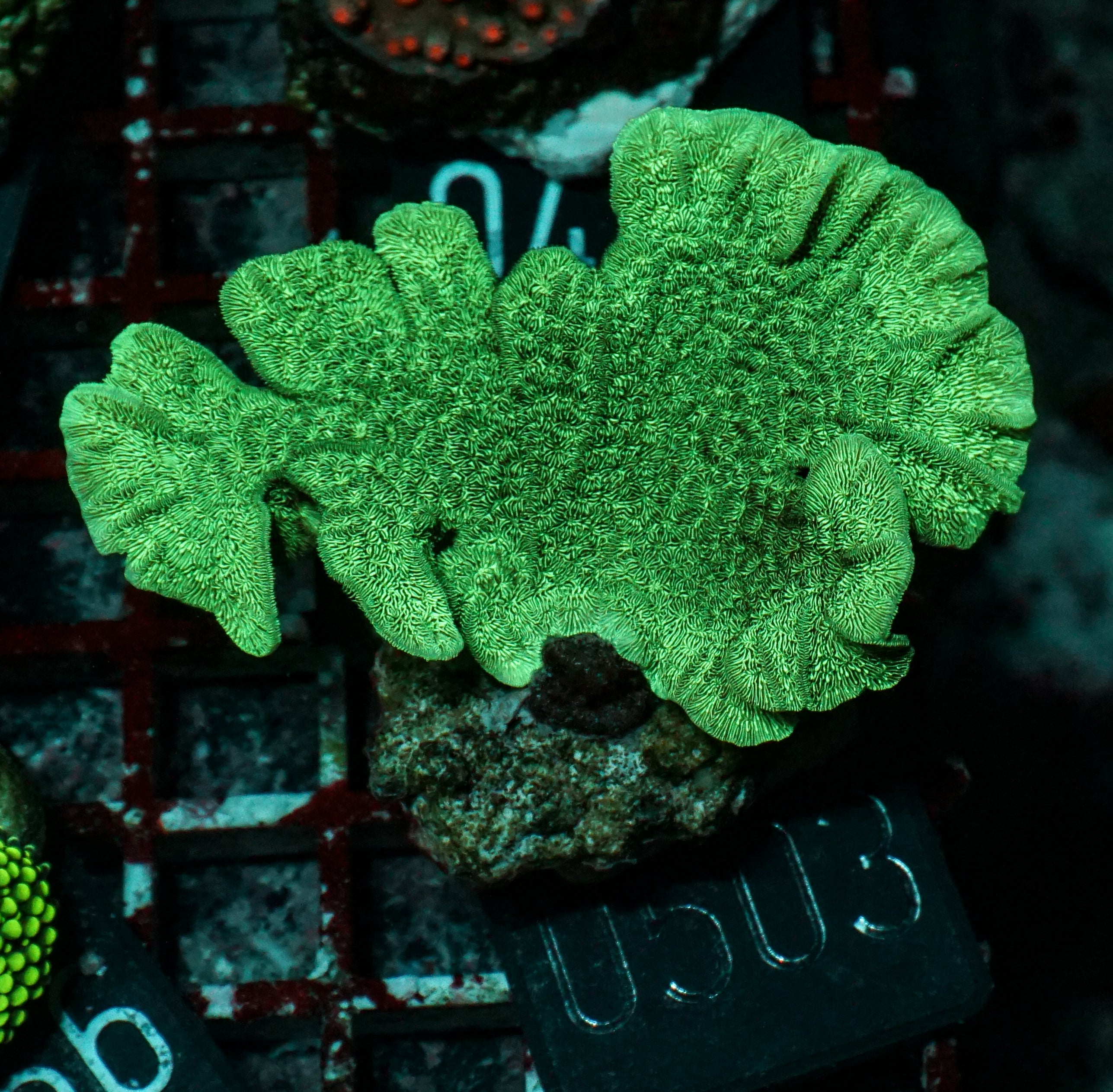 Pavona decussata