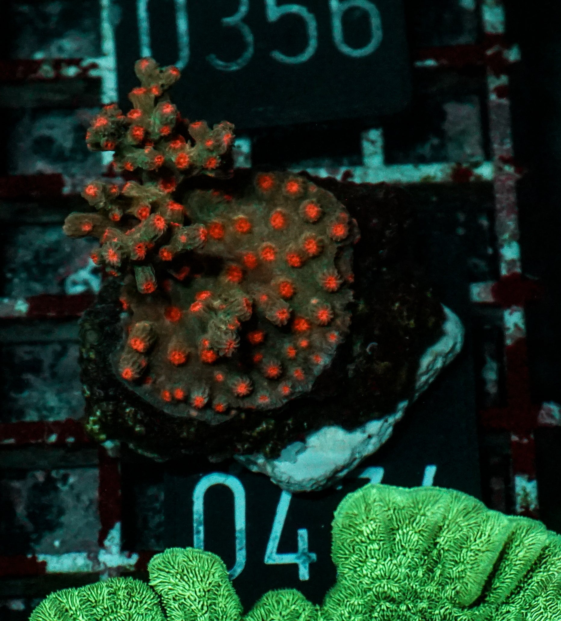 Cyphastrea decadia