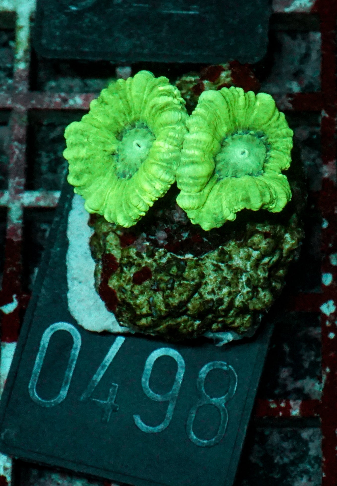 Caulastraea furcata
