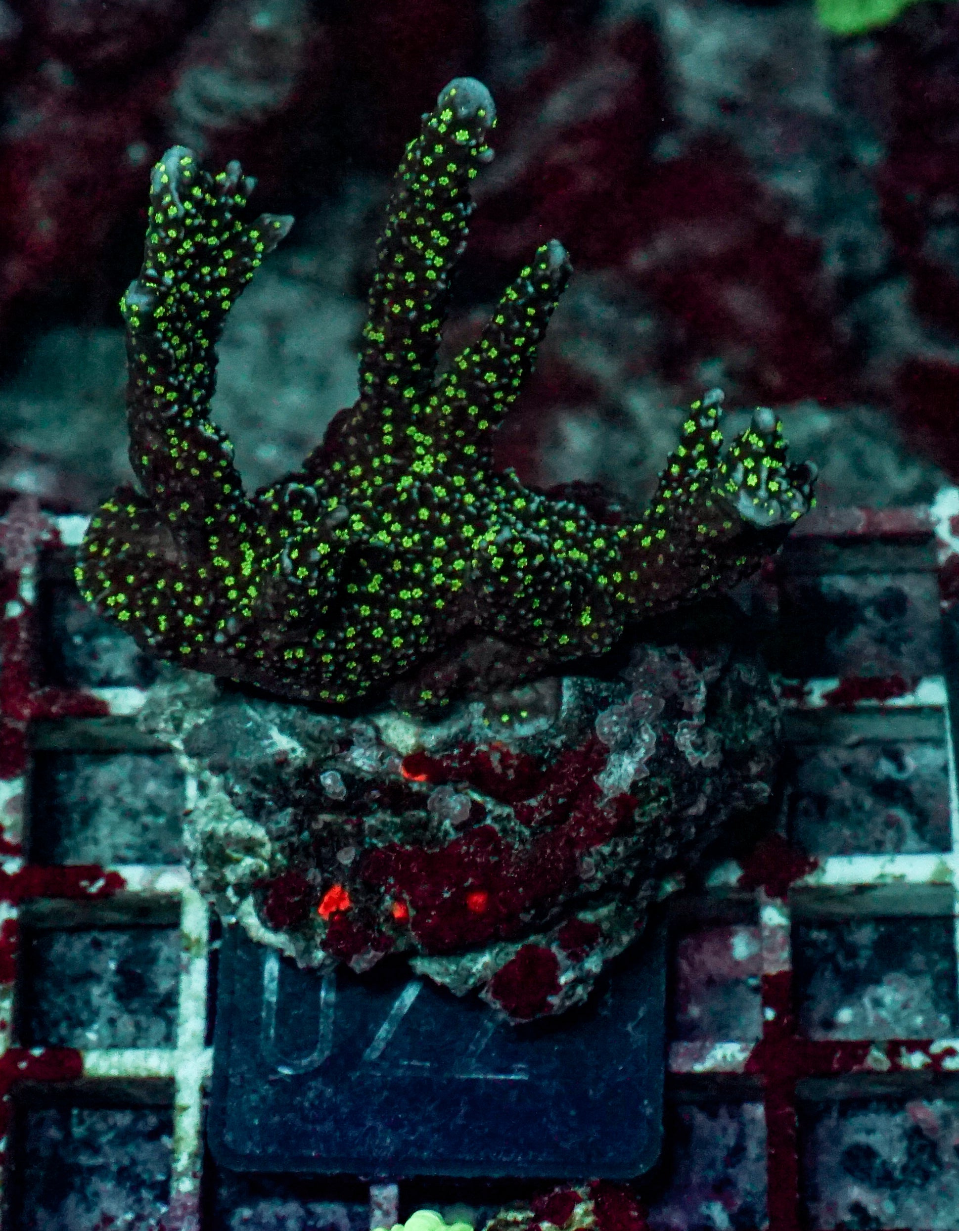 Montipora carinata “Star wars”