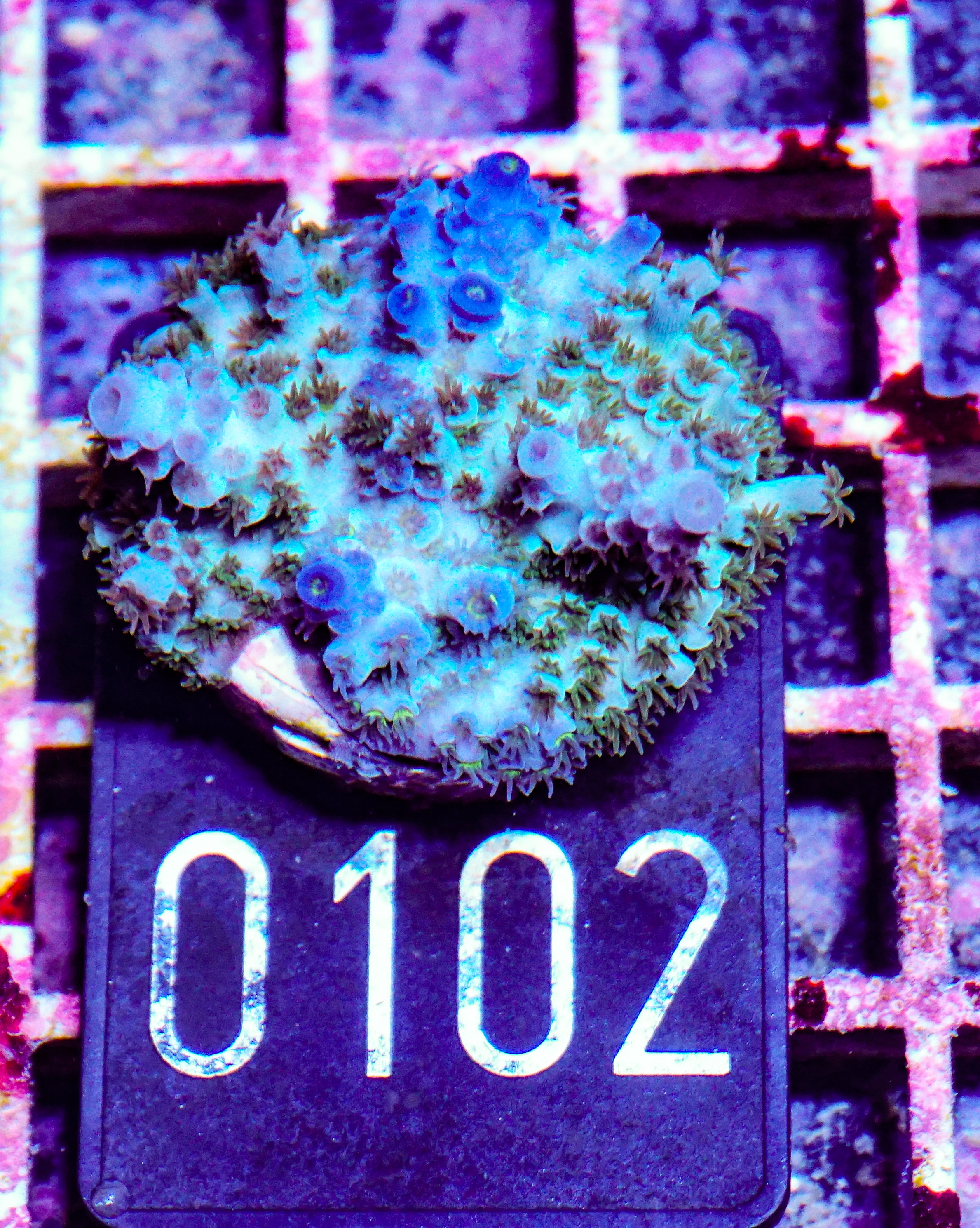 Acropora kenti Chimäre Grade 1