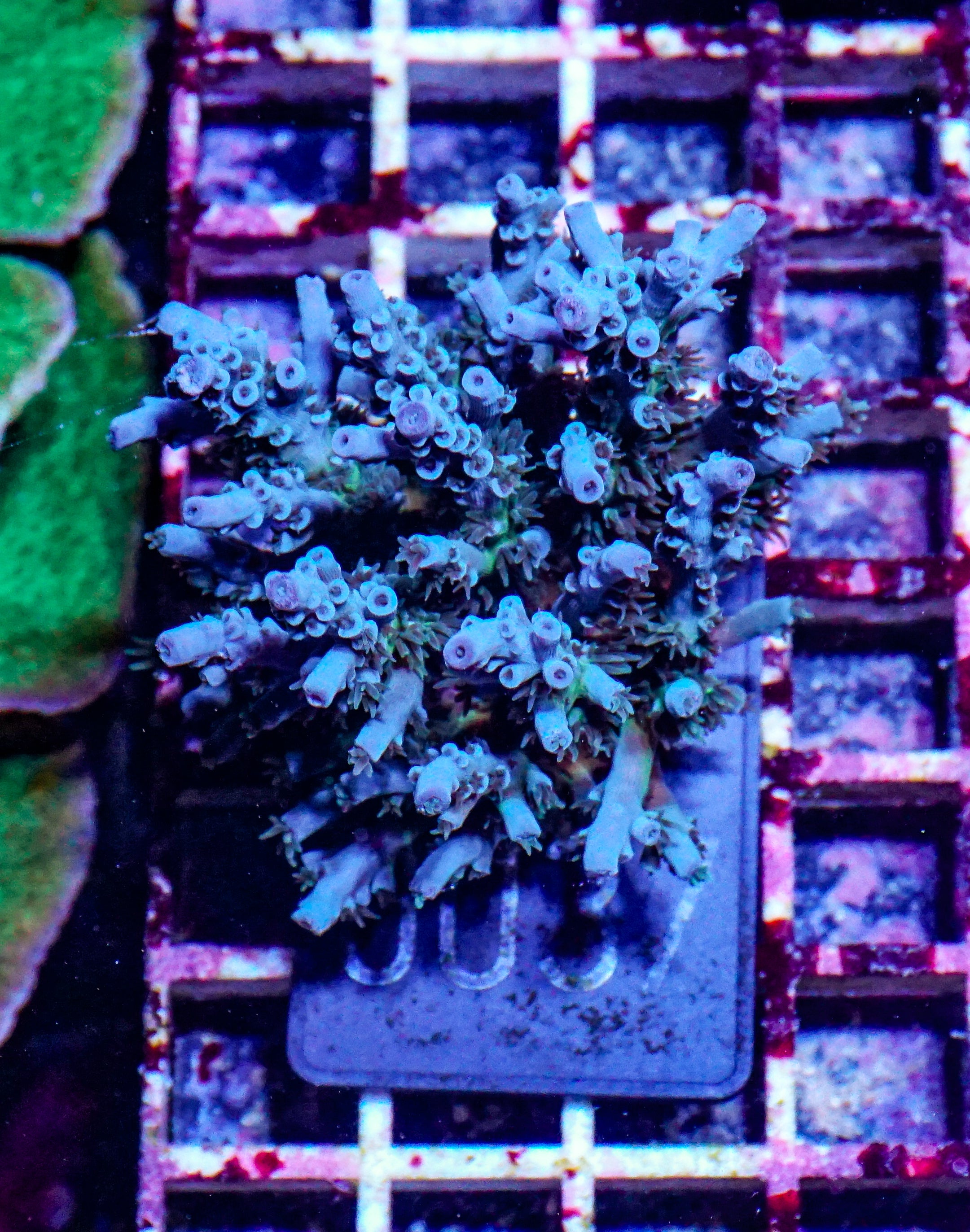 Acropora kenti "Unique" Grade 1