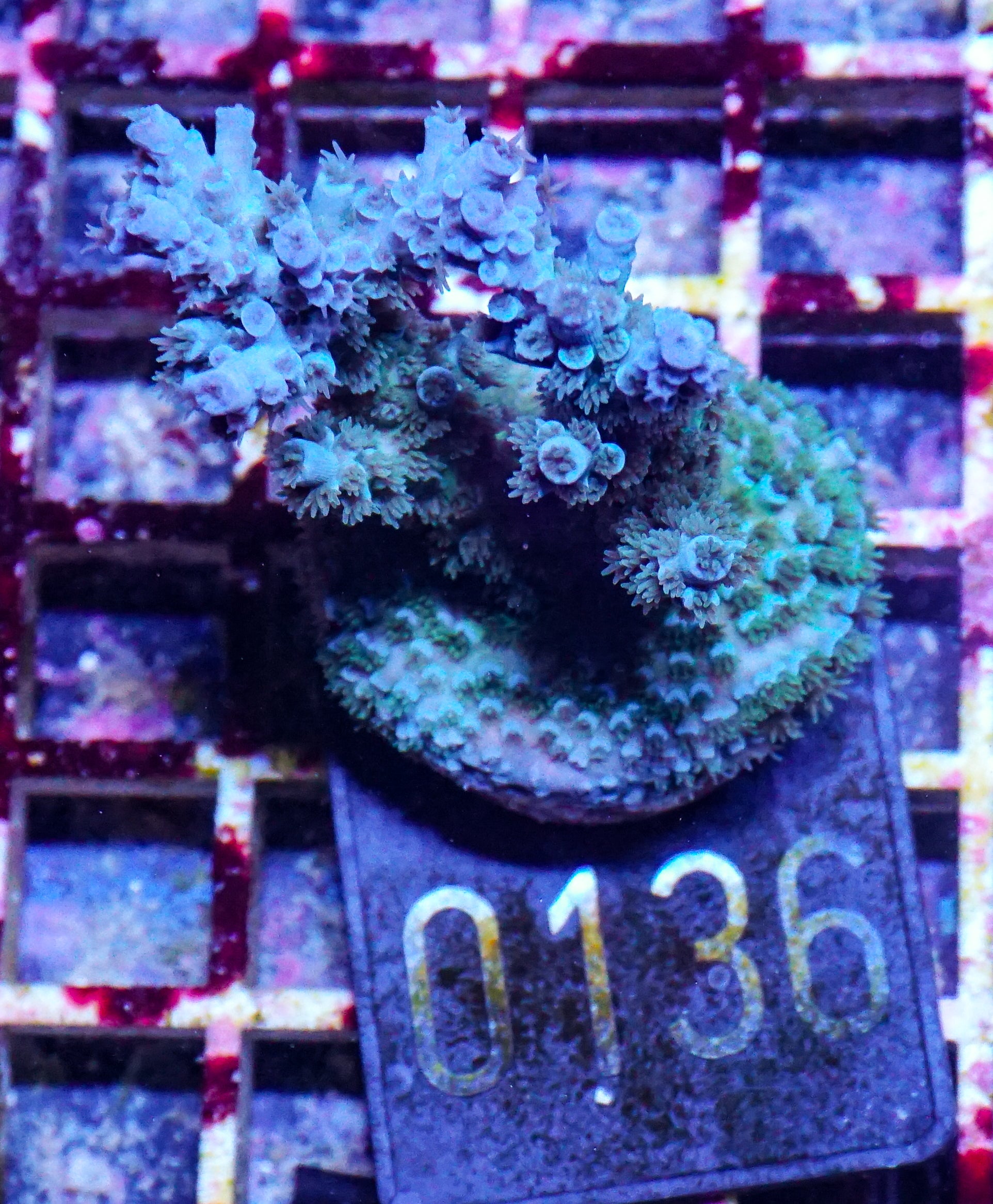 Acropora kenti "Twin" Grade 1