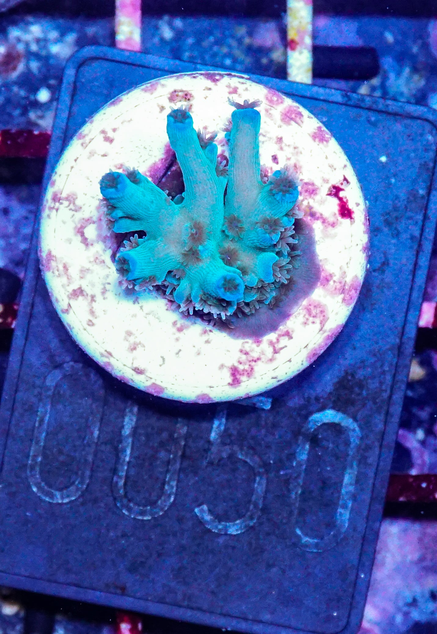Acropora tenuis Twin "Ice fire"