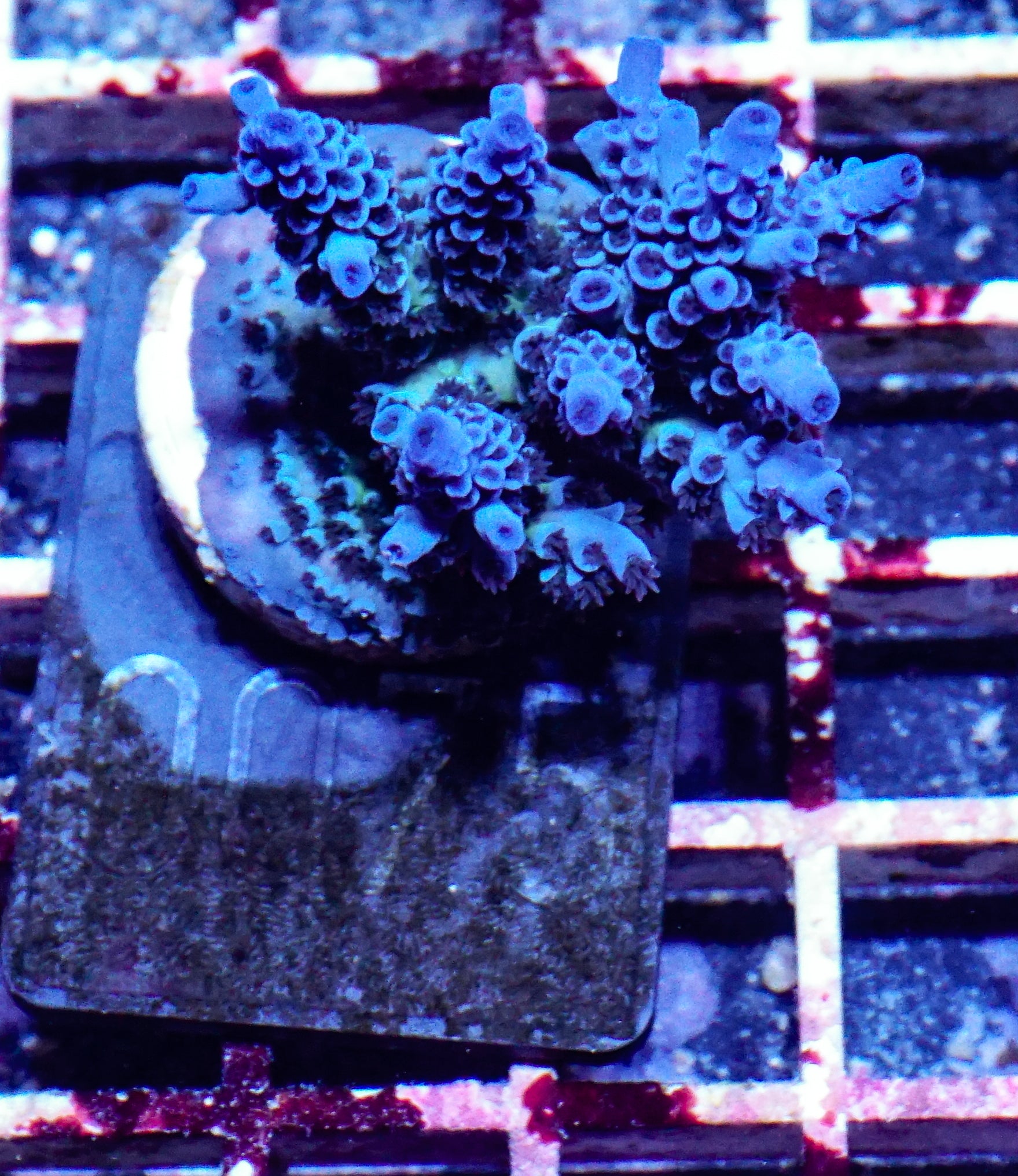 Acropora kenti "Twin" Grade 2
