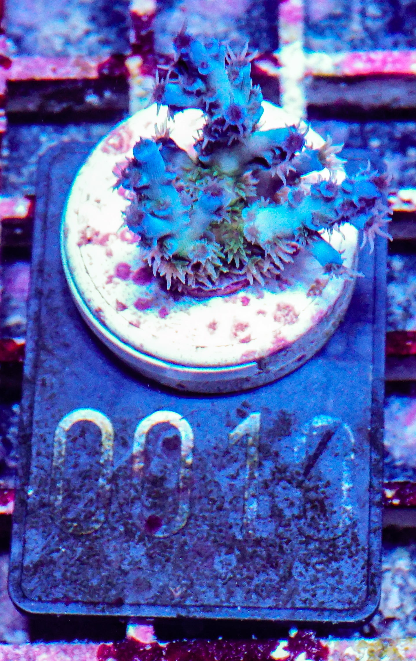 Acropora kenti "Twin" Grade 2