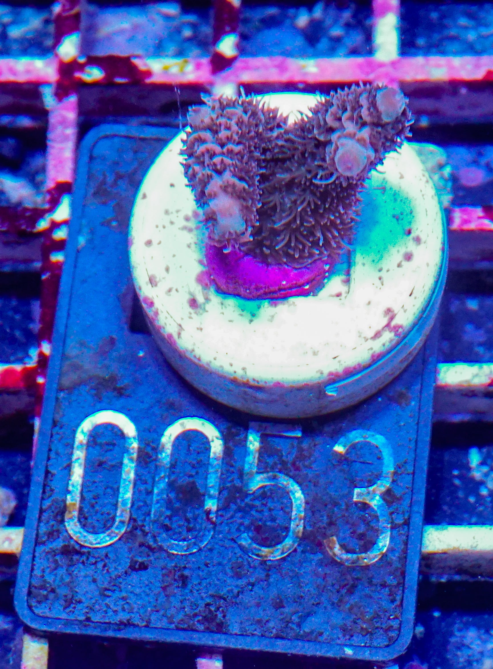 Acropora austera “golden age”