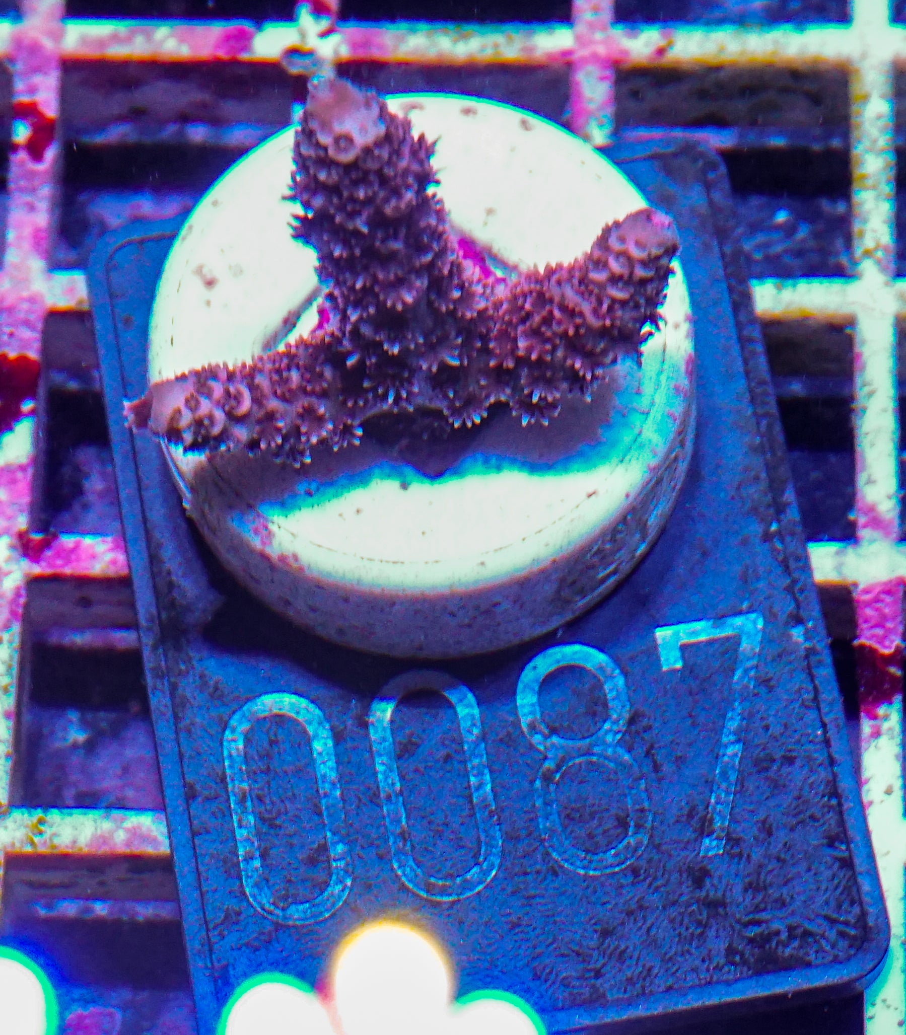 Acropora austera “golden age”