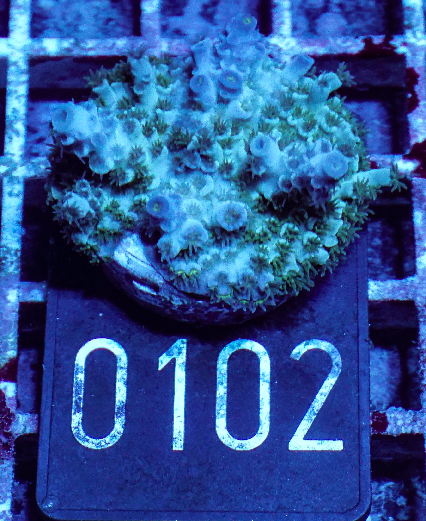 Acropora kenti Chimäre Grade 1