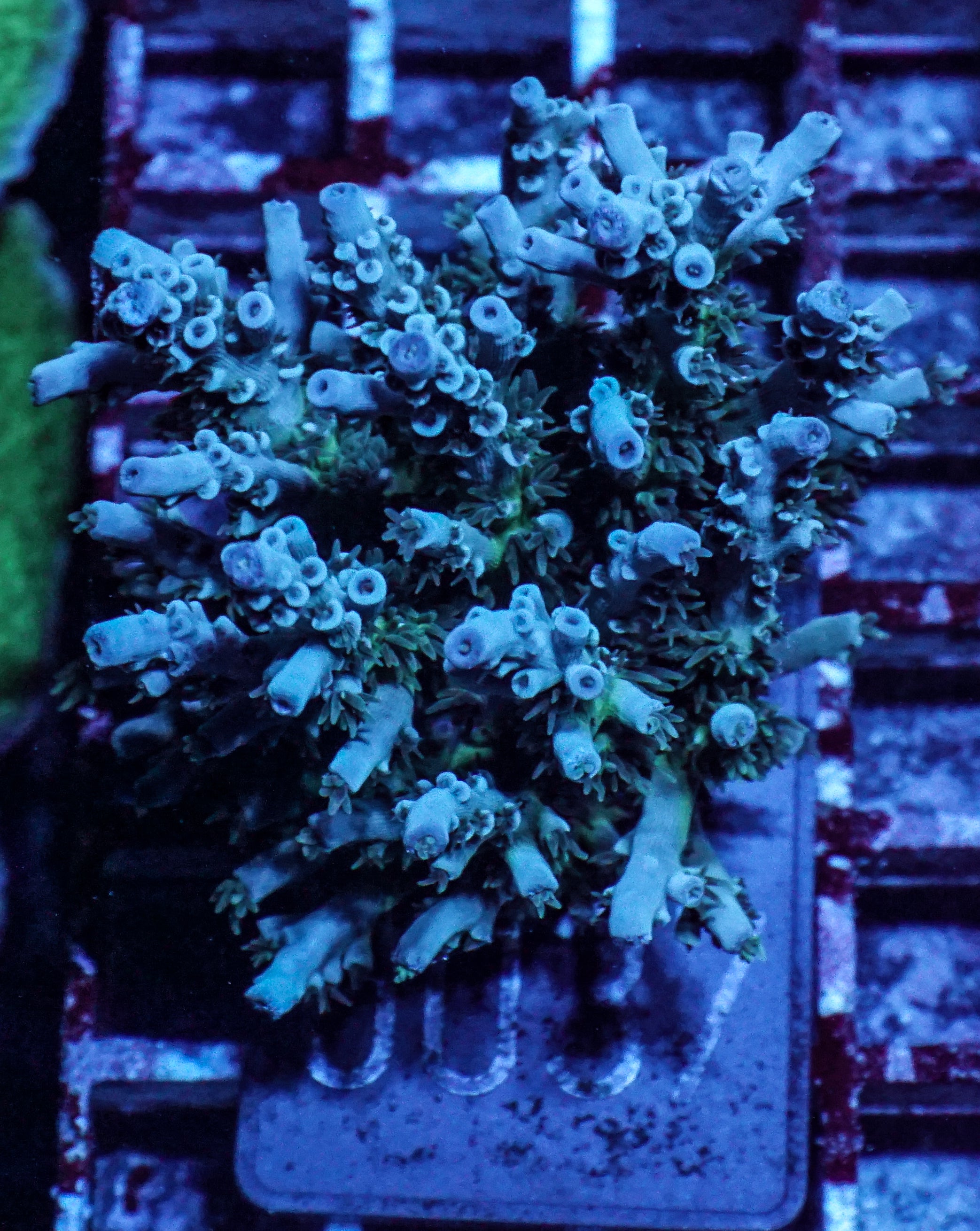 Acropora kenti "Unique" Grade 1