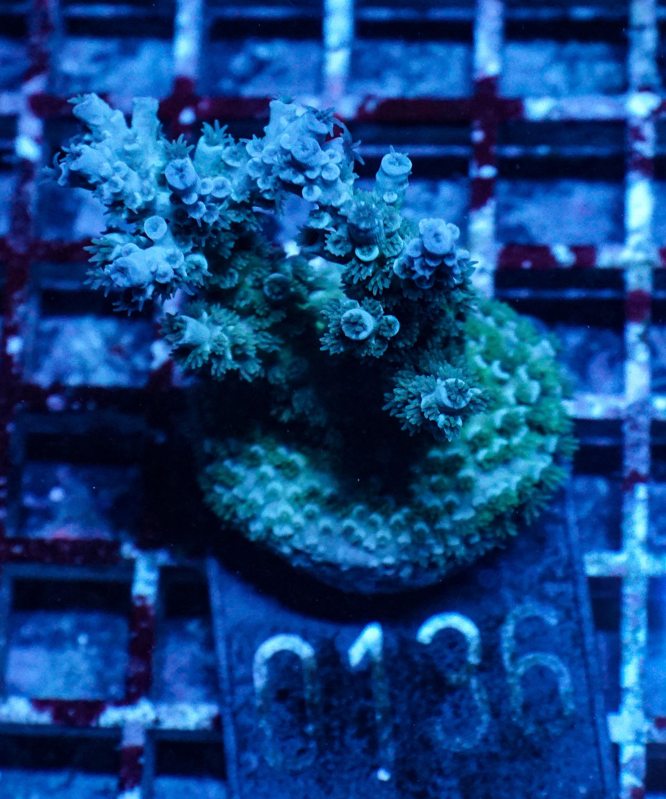 Acropora kenti "Twin" Grade 1