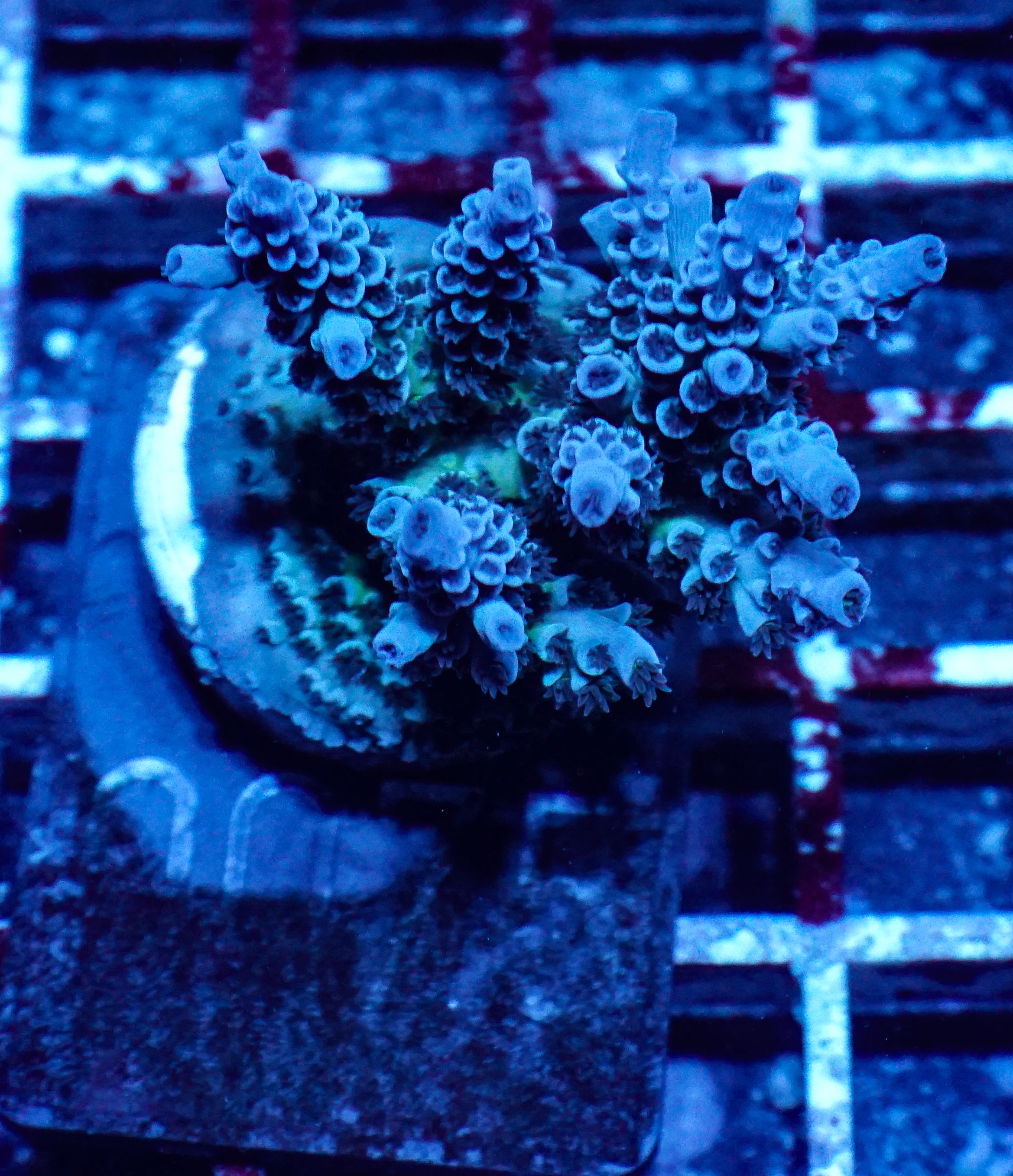 Acropora kenti "Twin" Grade 2