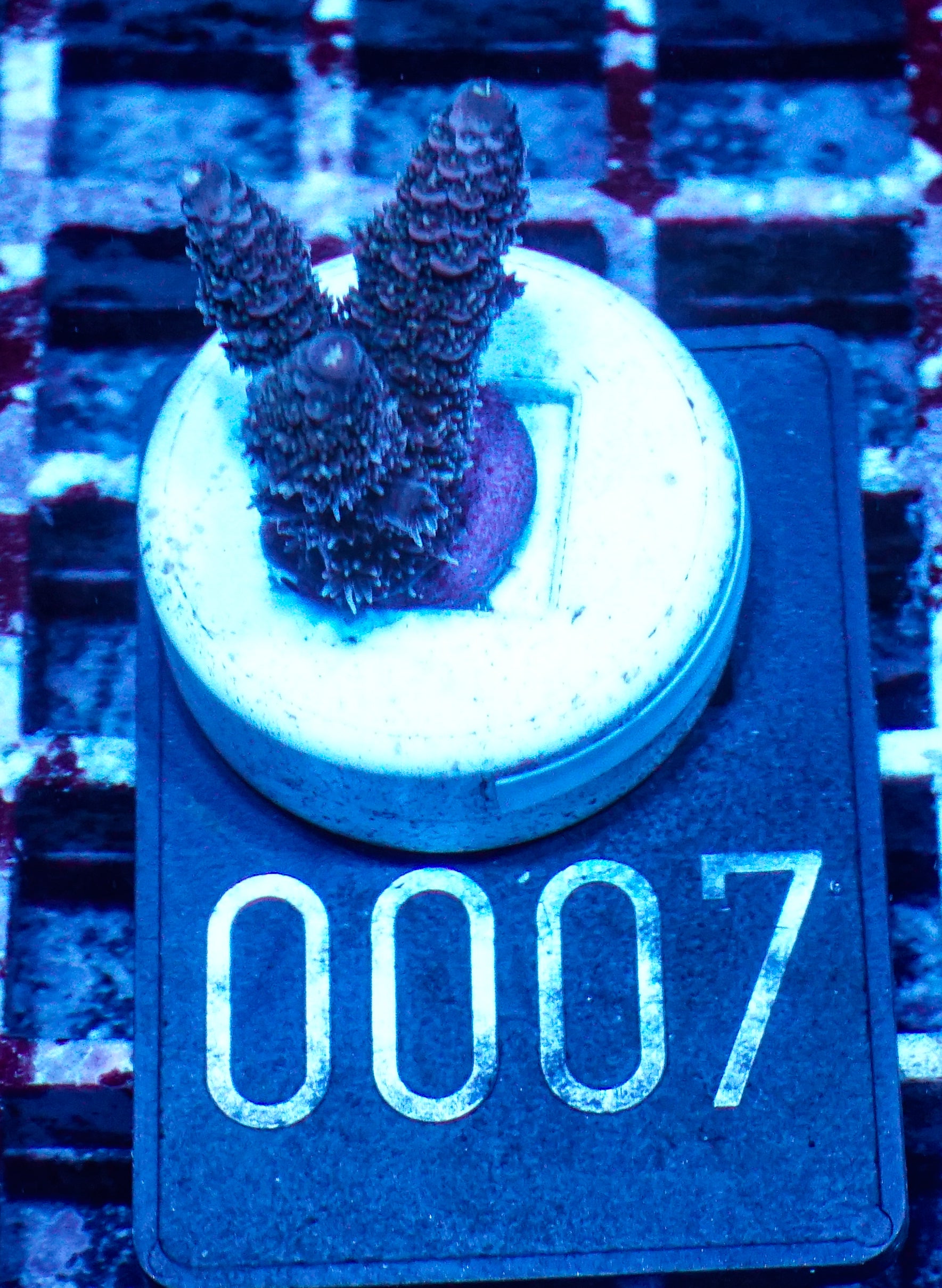Acropora austera “golden age”